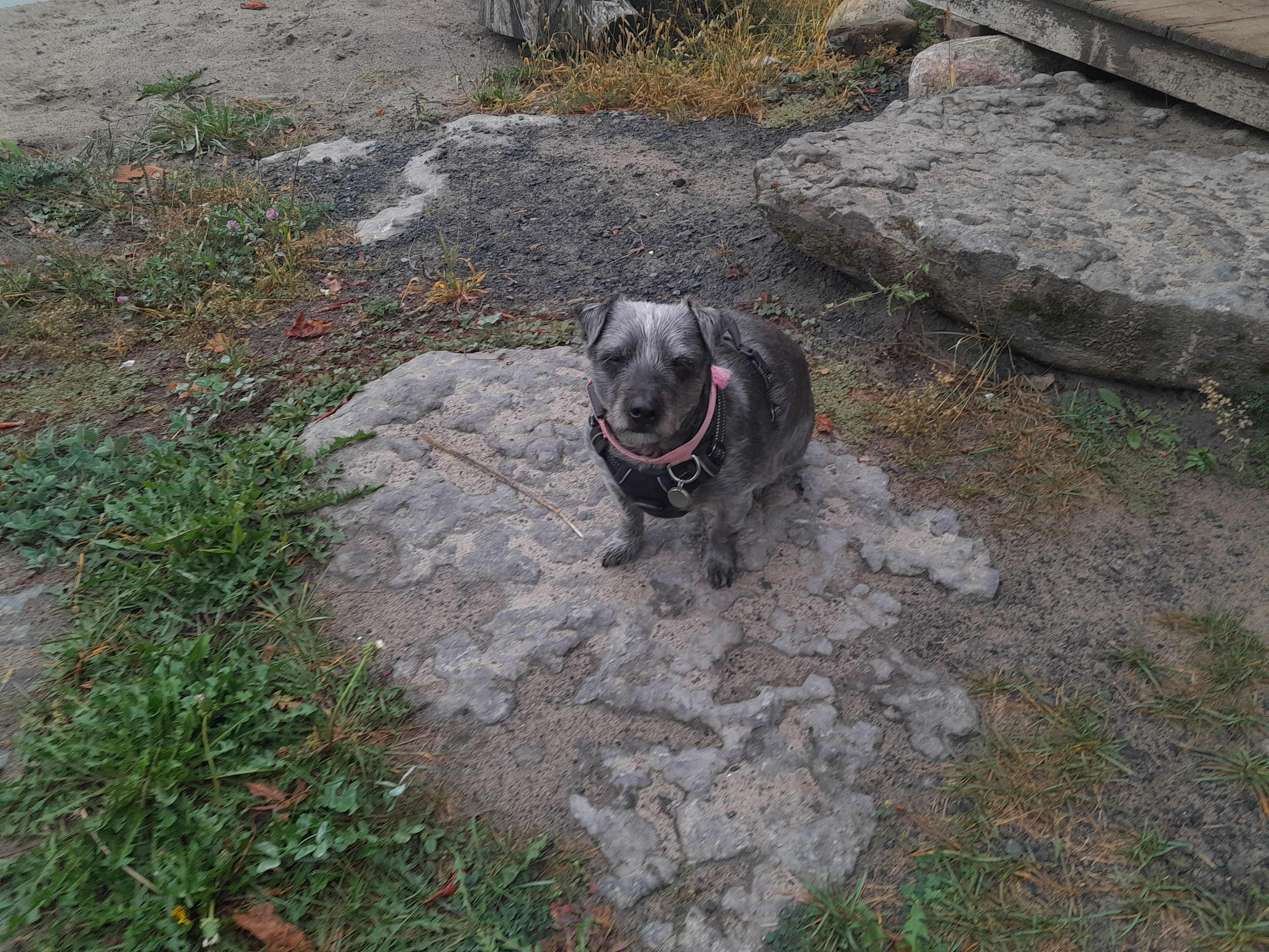 the Goose - Jamink Farm