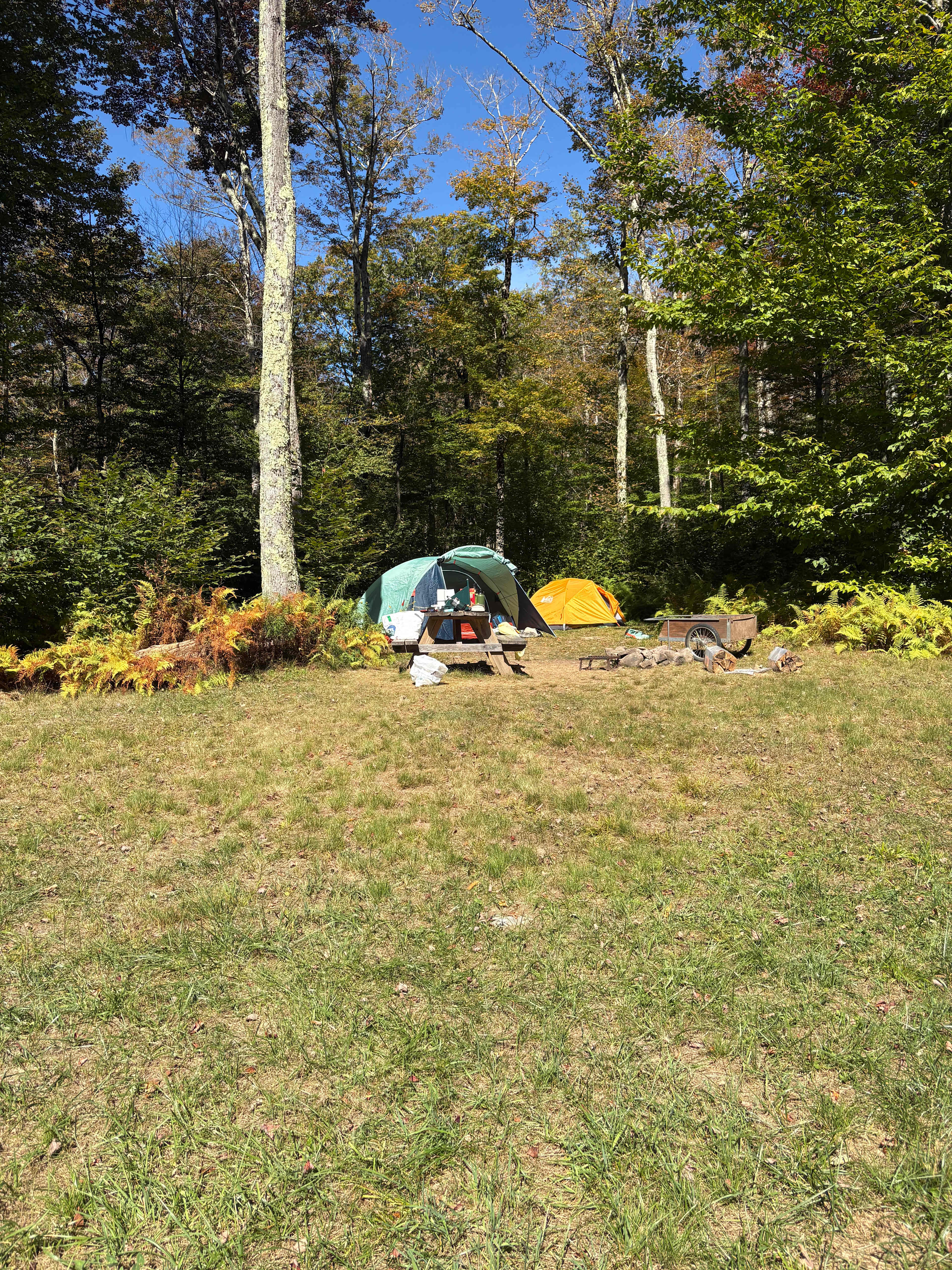 Burr Oaks Forest secluded campsites