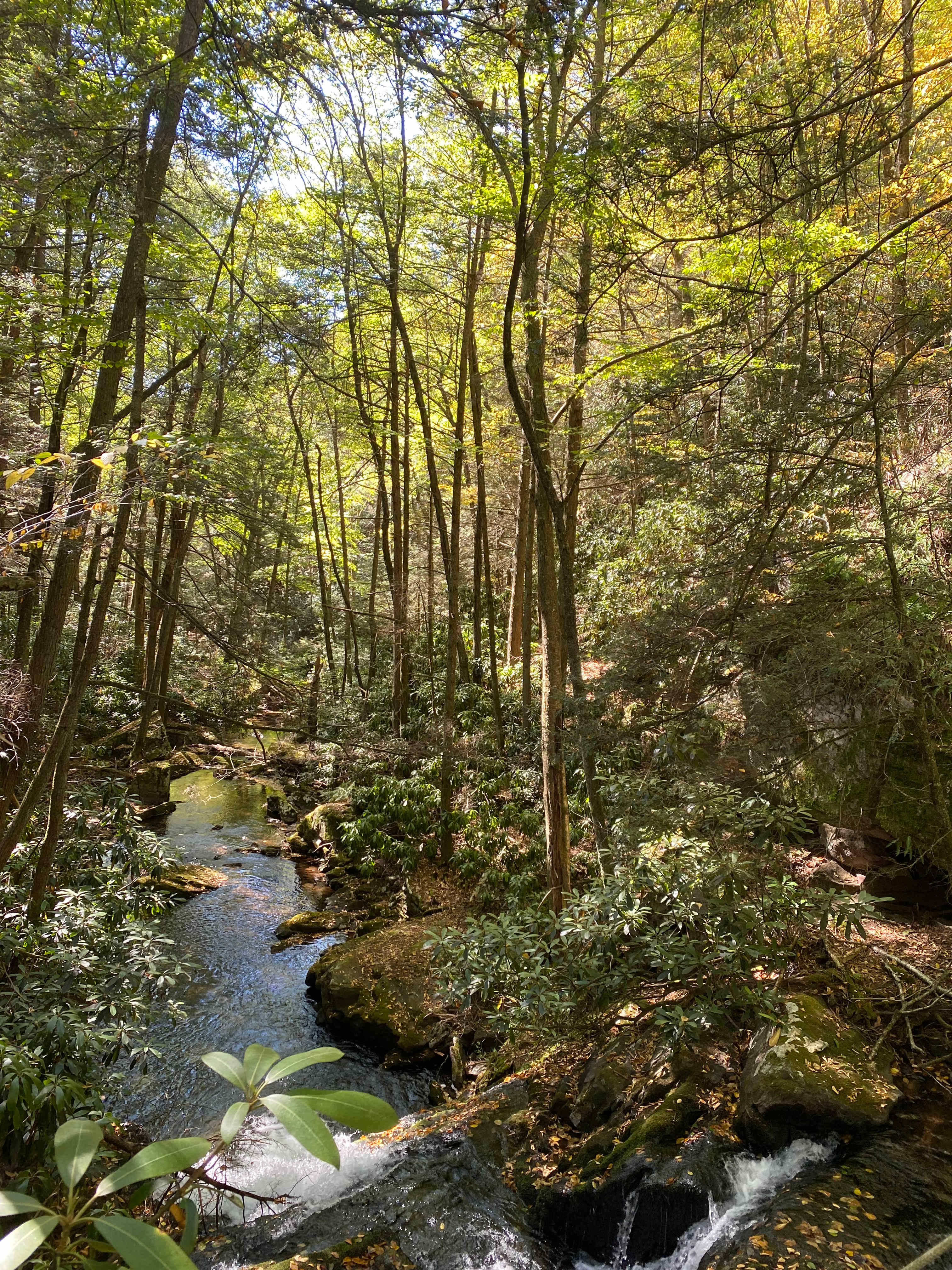 Camp Dietrich on Bear Creek
