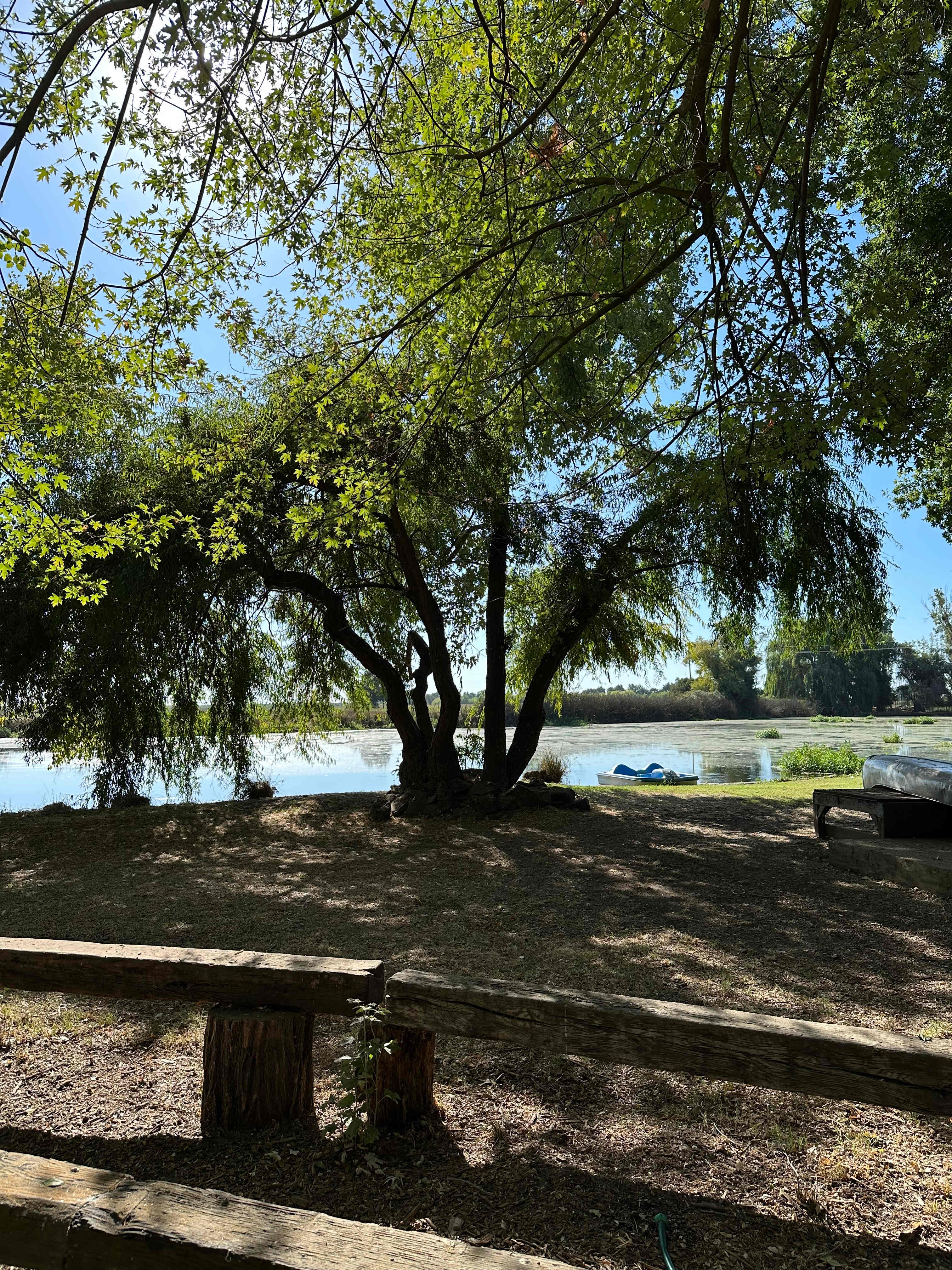 An offspring of the willow from Thoreau’s cabin