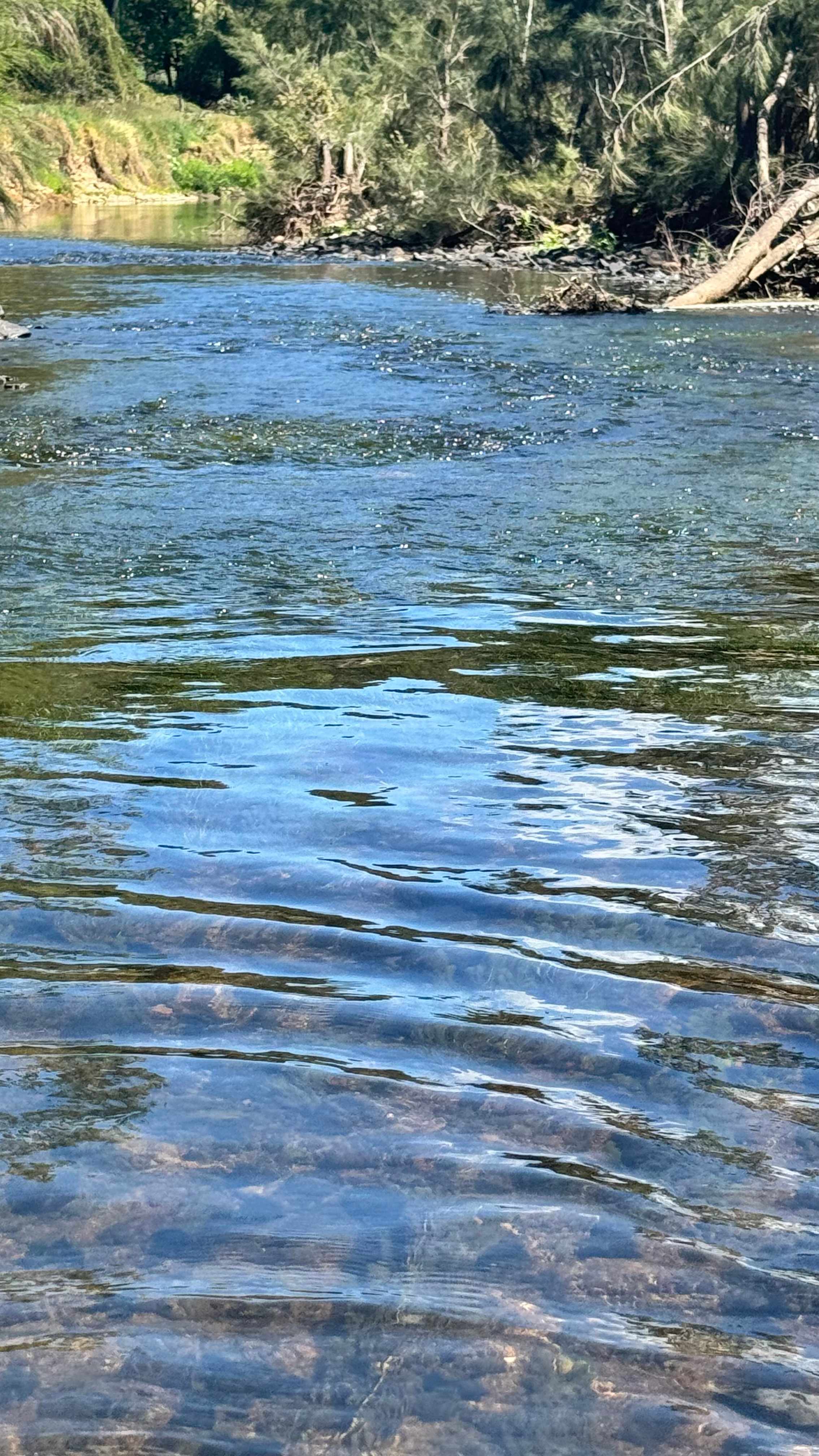 Guppy Gully on the Mary