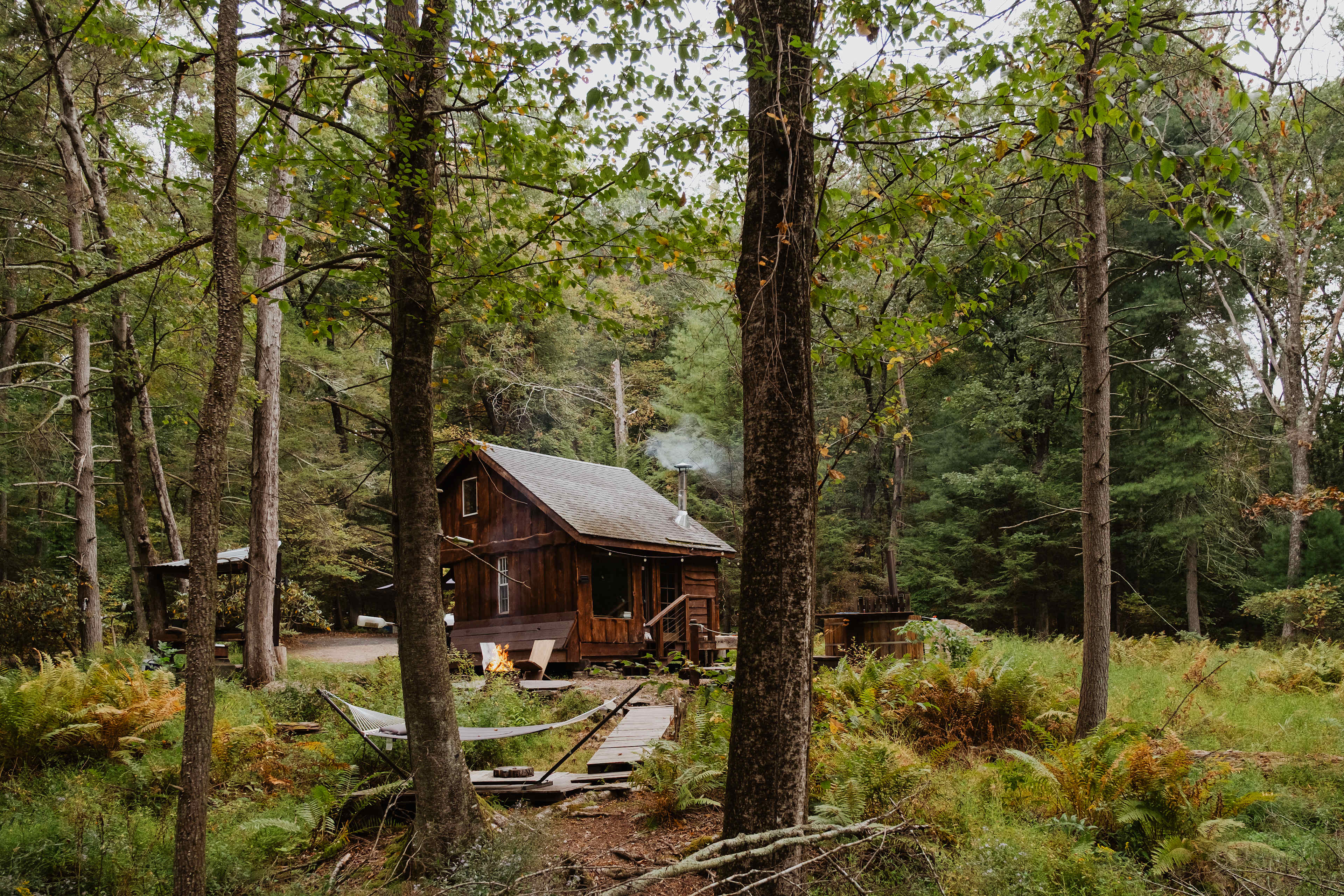 The view from the majestic woods