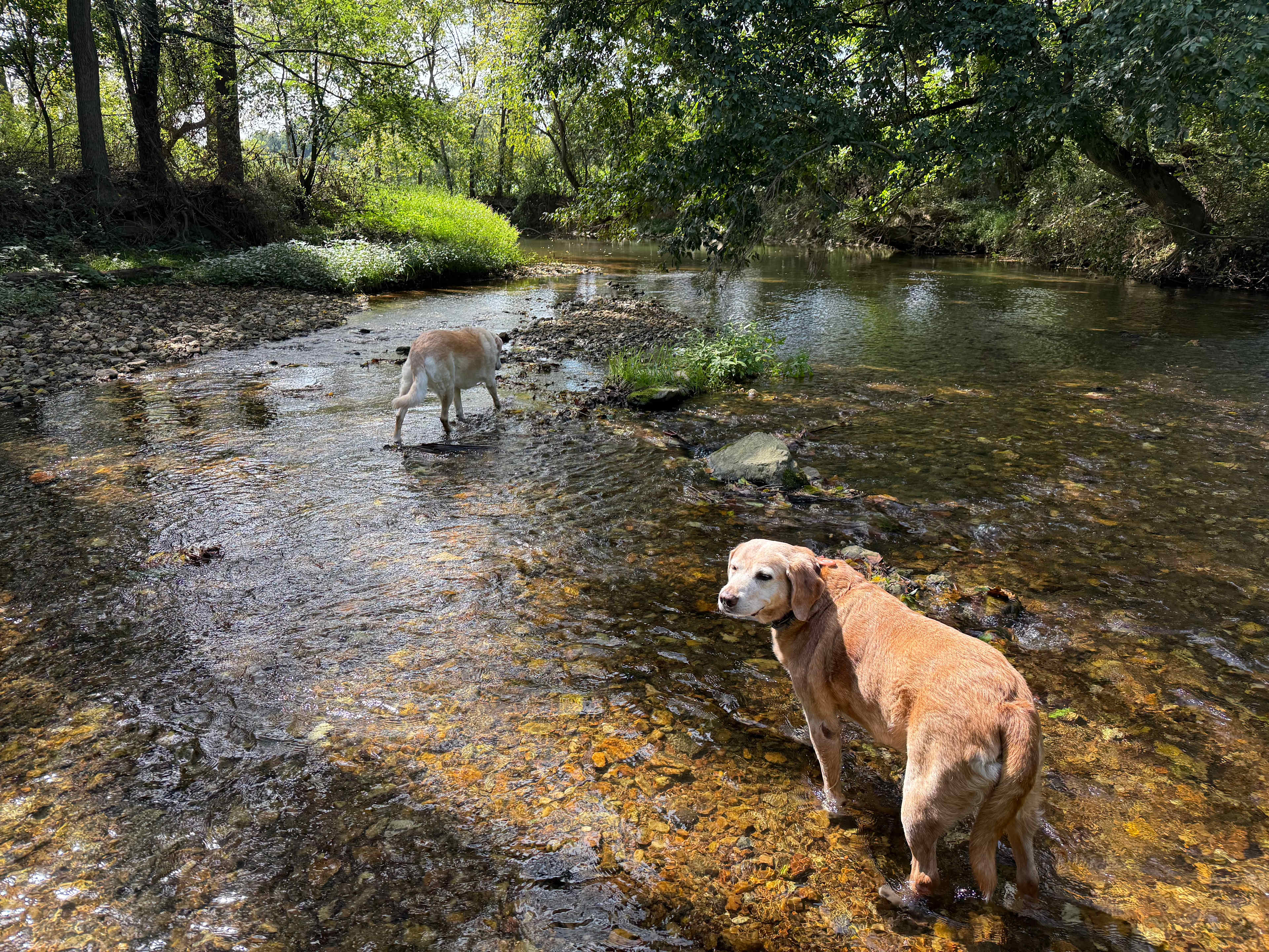 Conowingo Creek Campsite