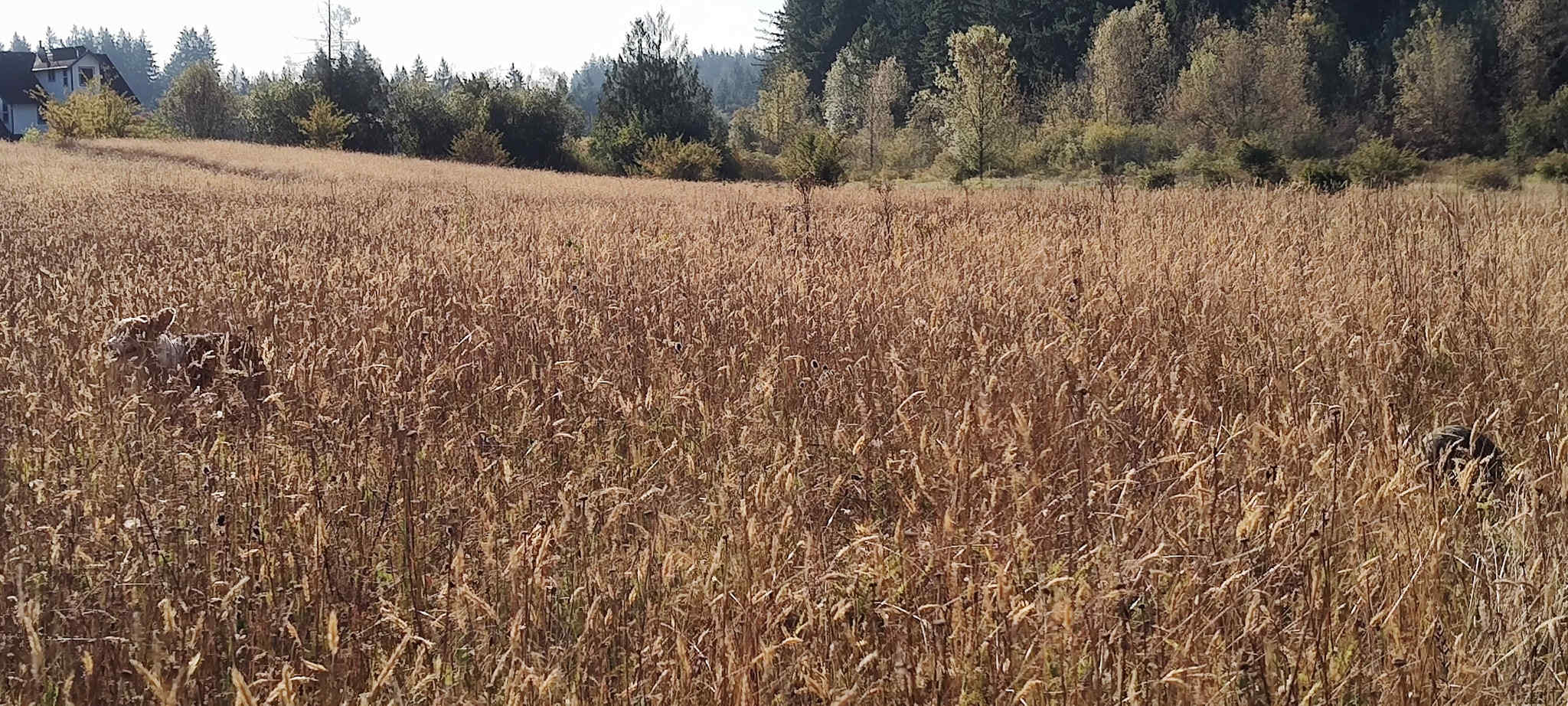 Can you spot the Corgi?