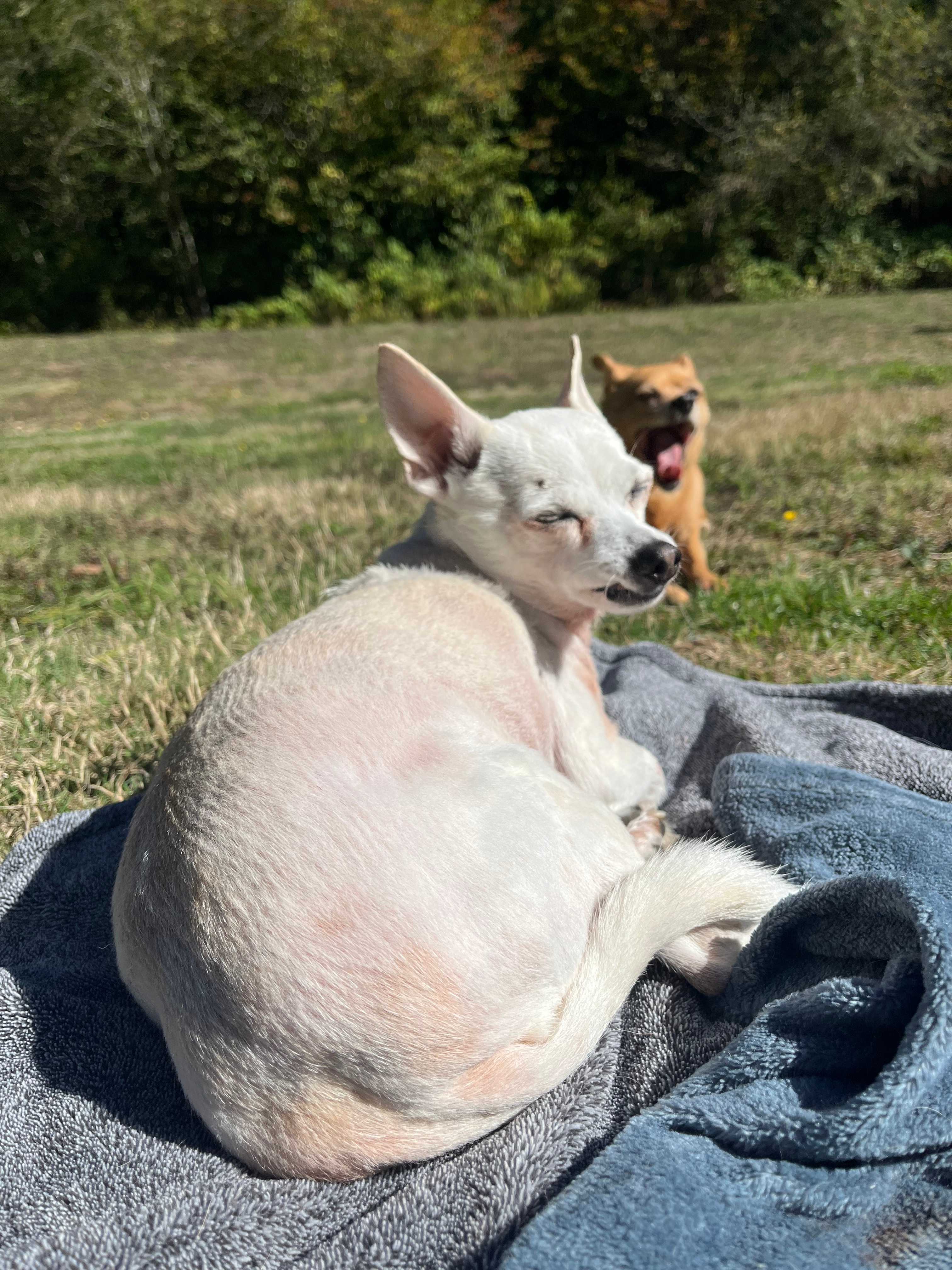 Camp Cedar Creek ⛺️🌲🚐