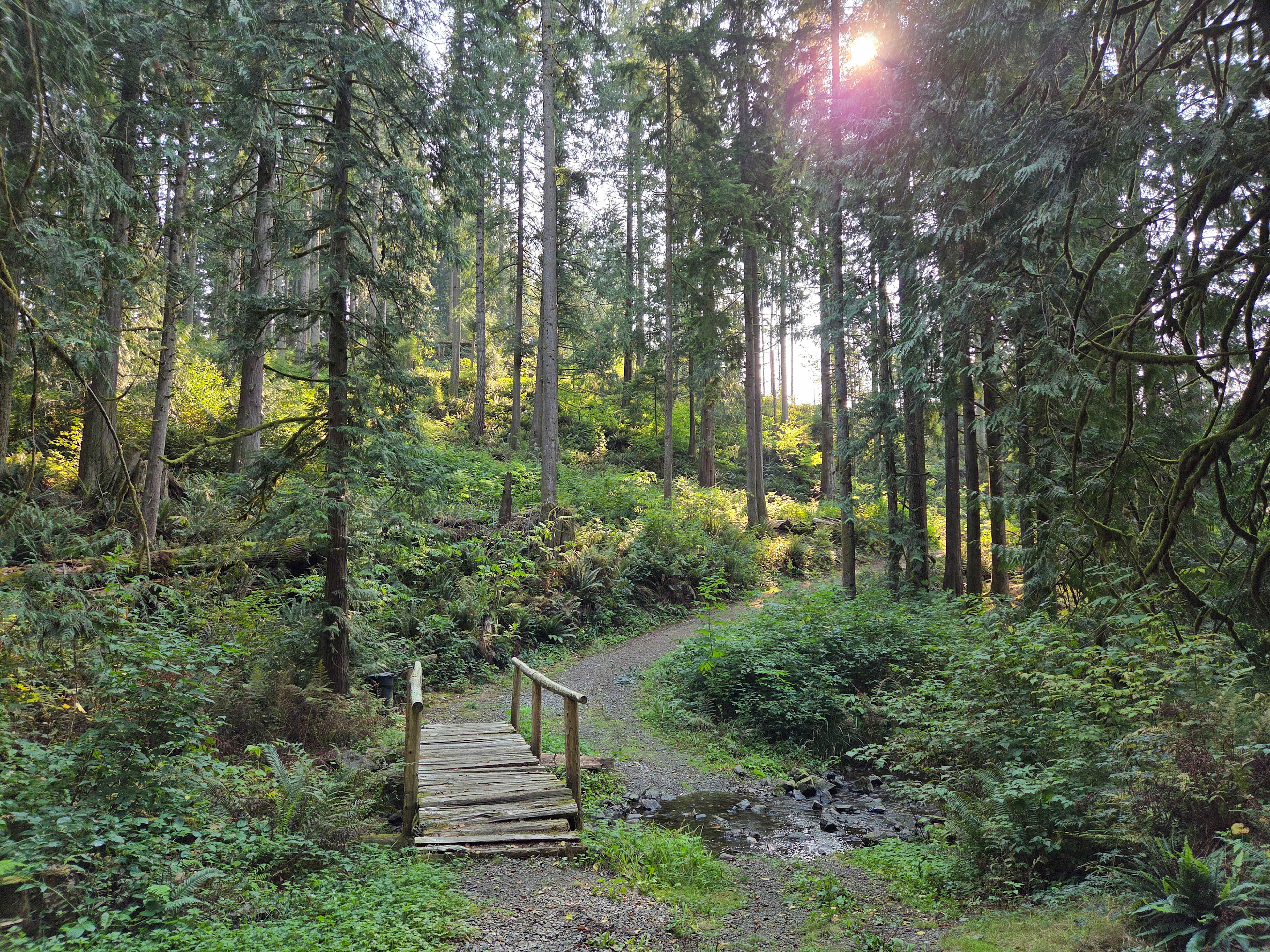 A lovely walk in the woods