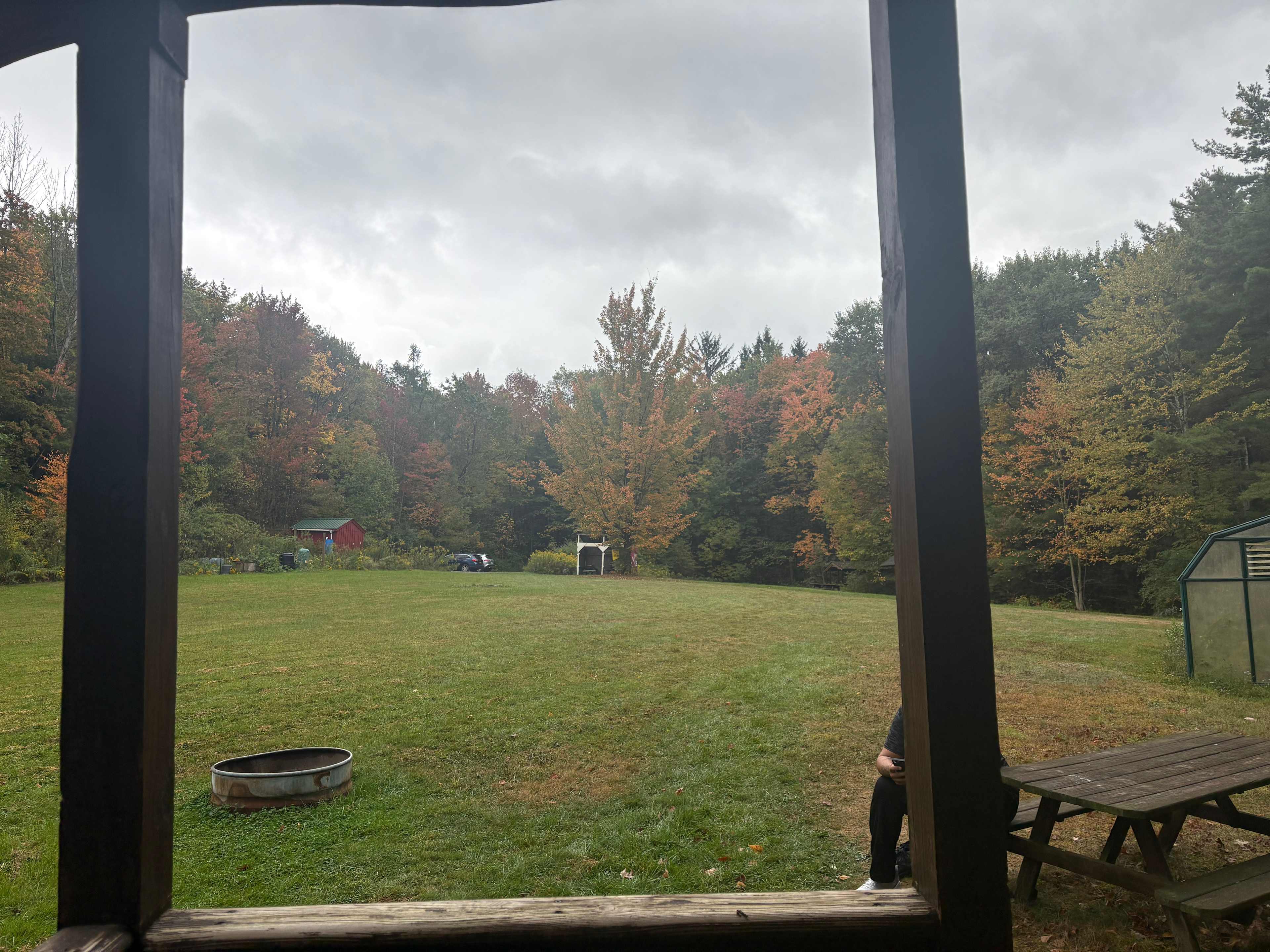 A Field of Serenity in the Forest