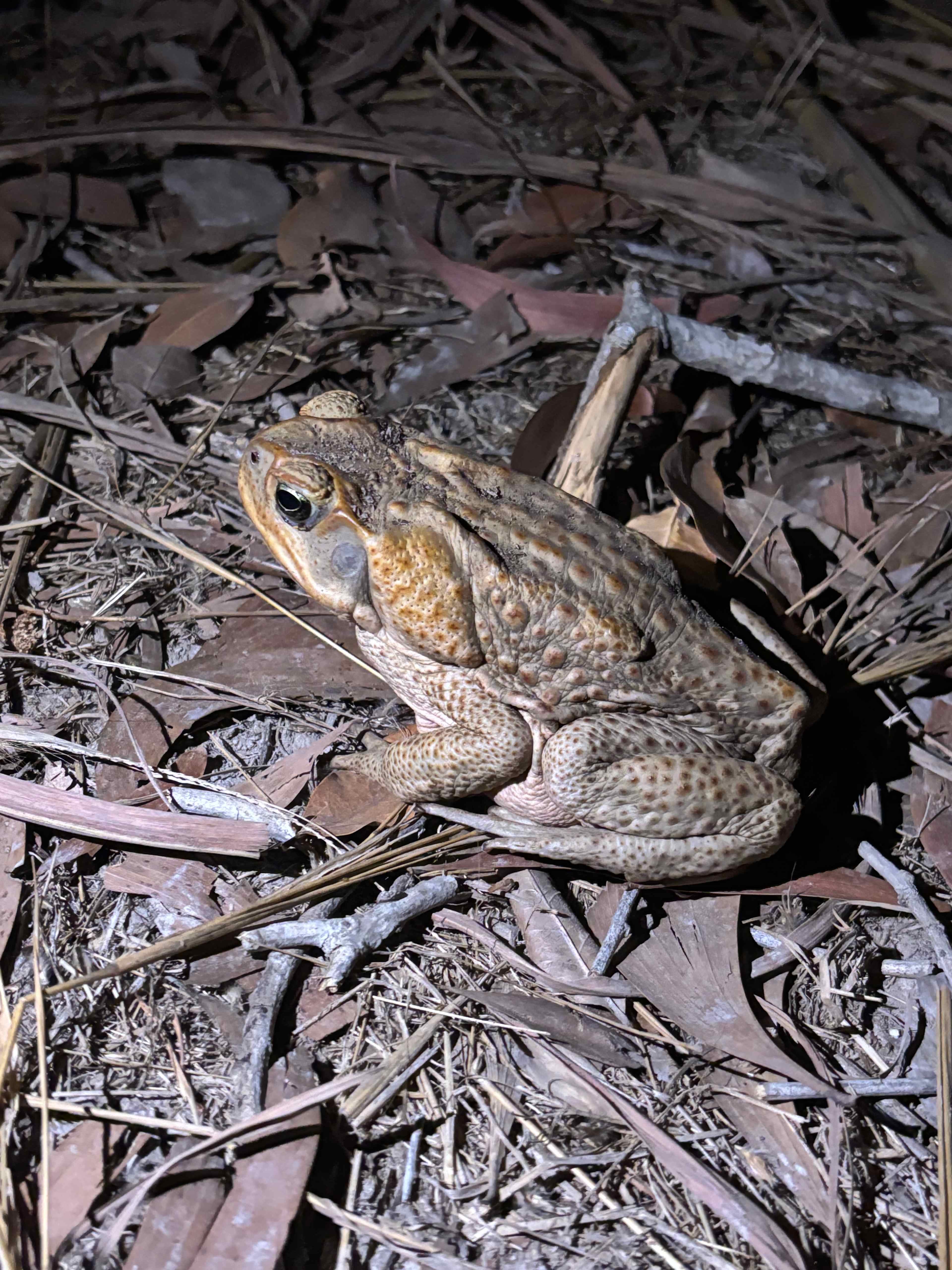 Berry Springs Park and Stay