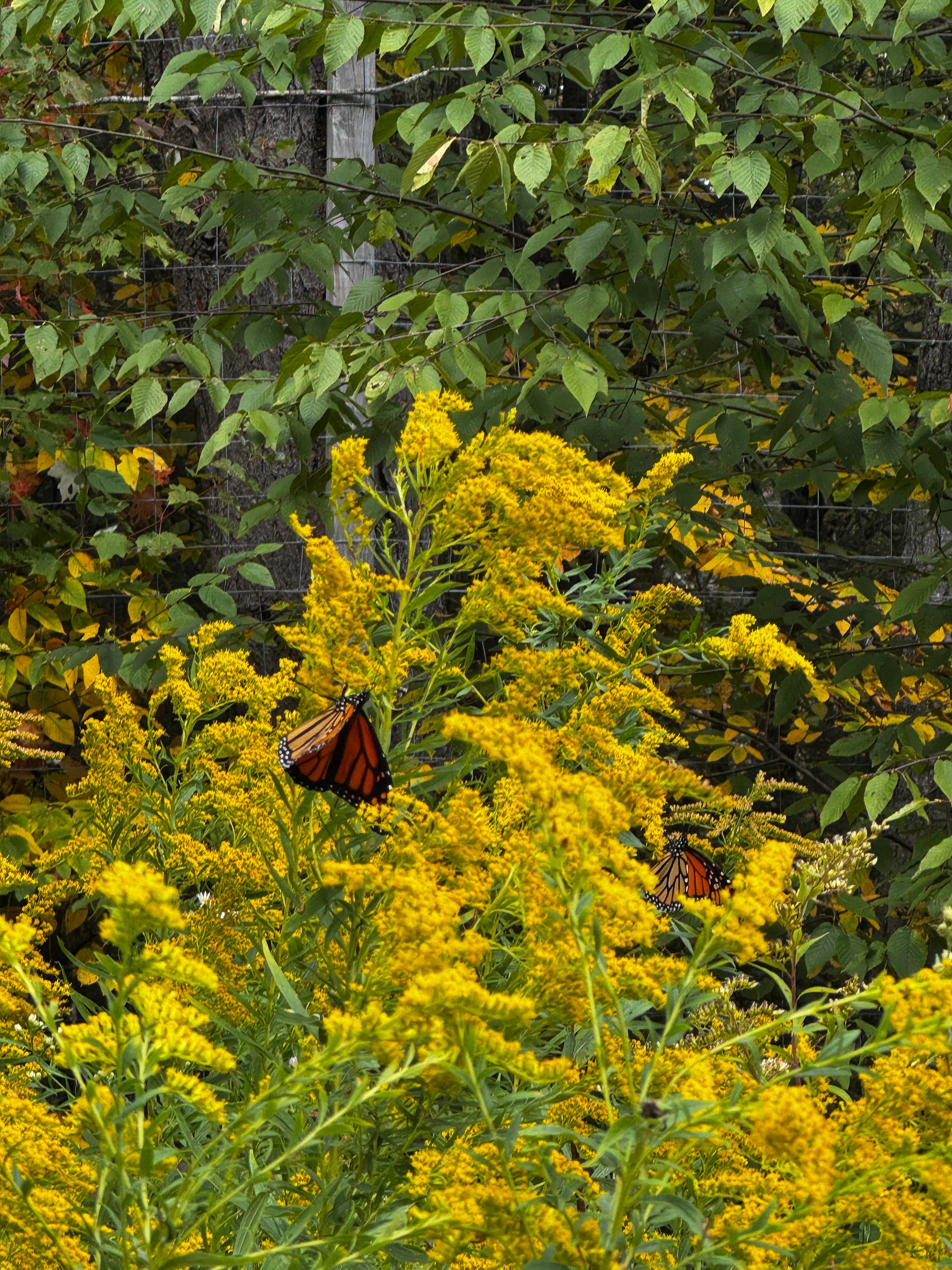 Majestic Farm & Organic Orchard