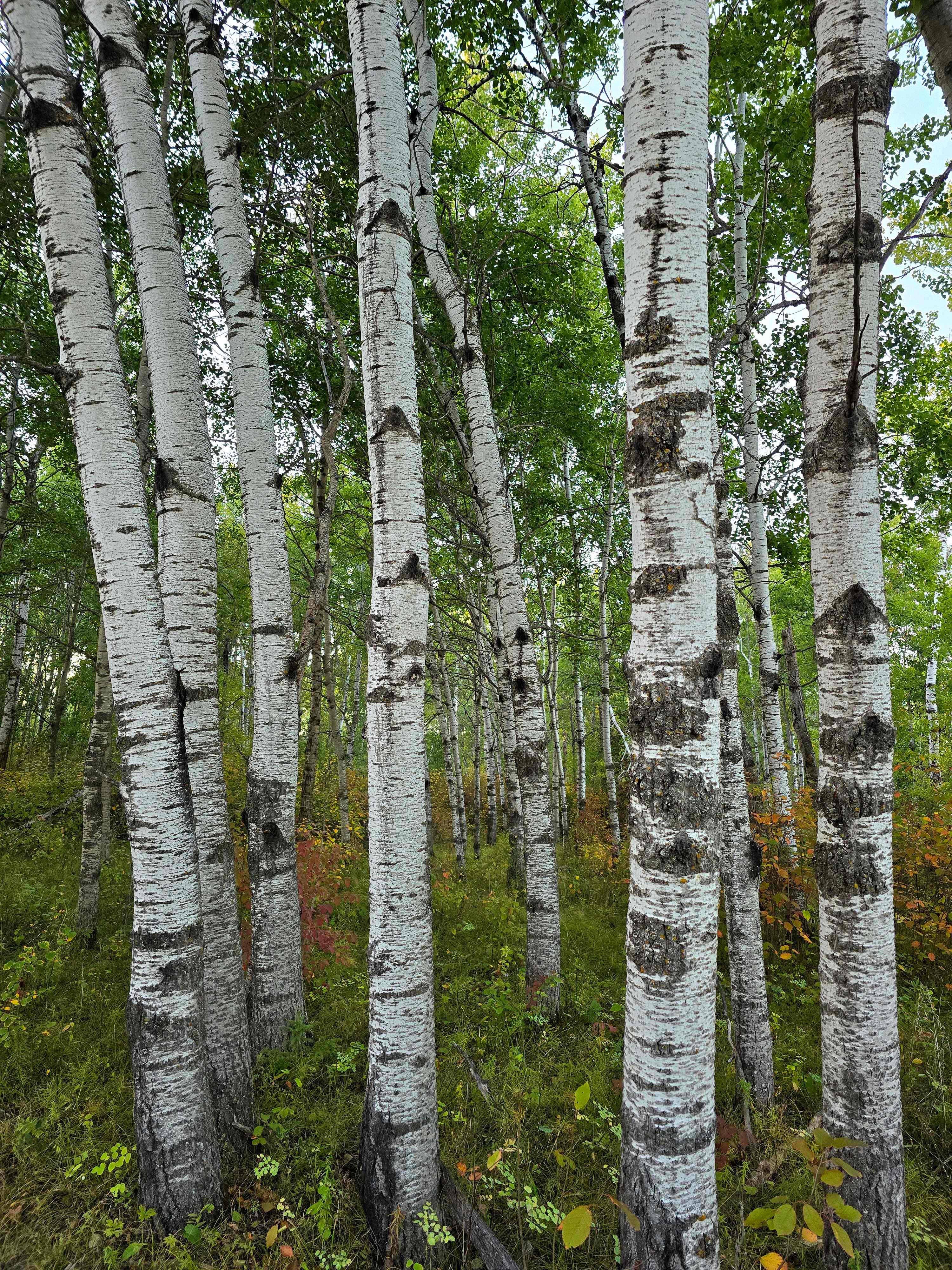 Bonnetts Boreal Forrest