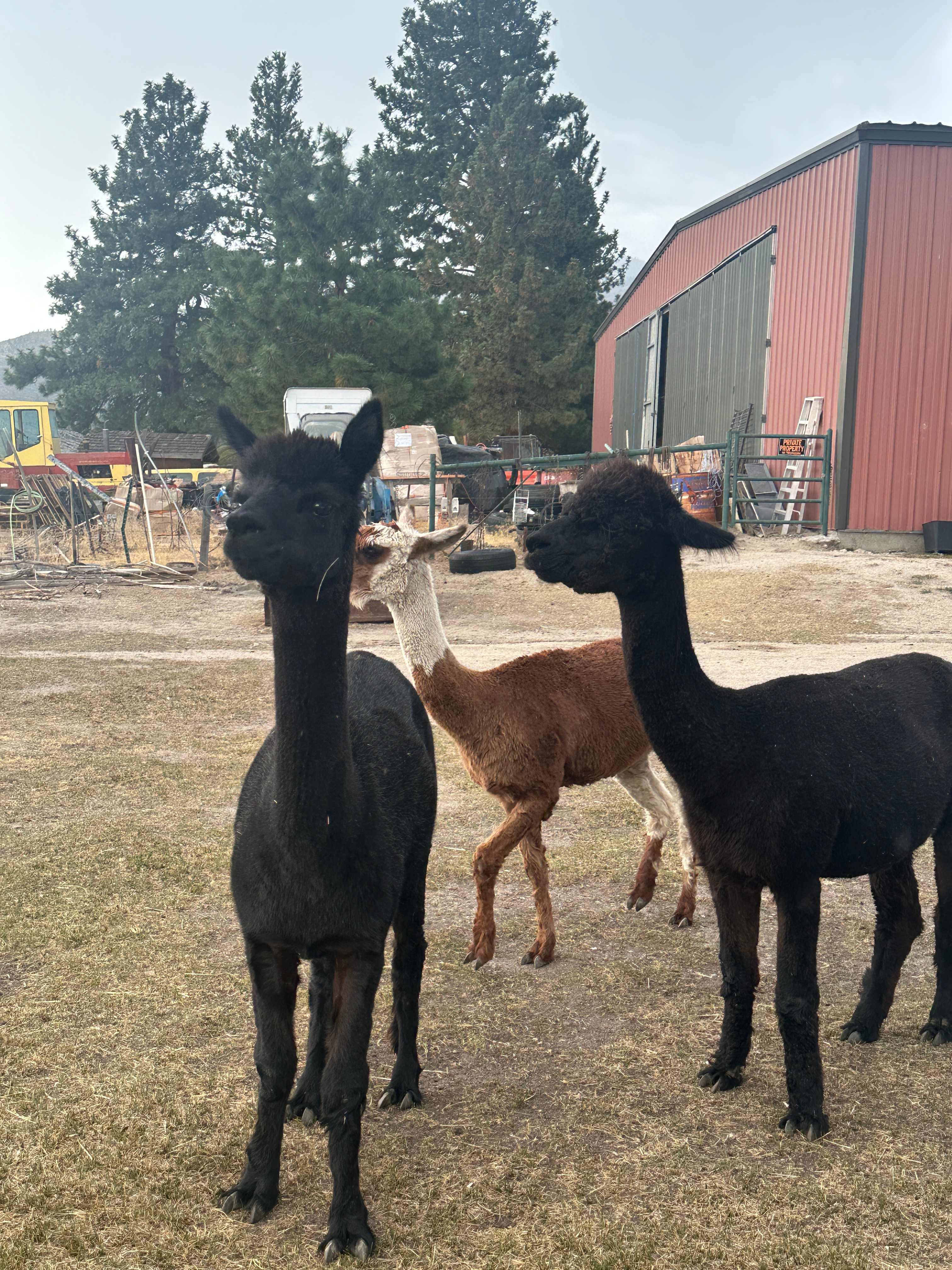 L.Davis Ranch and Olde LYFE Alpacas