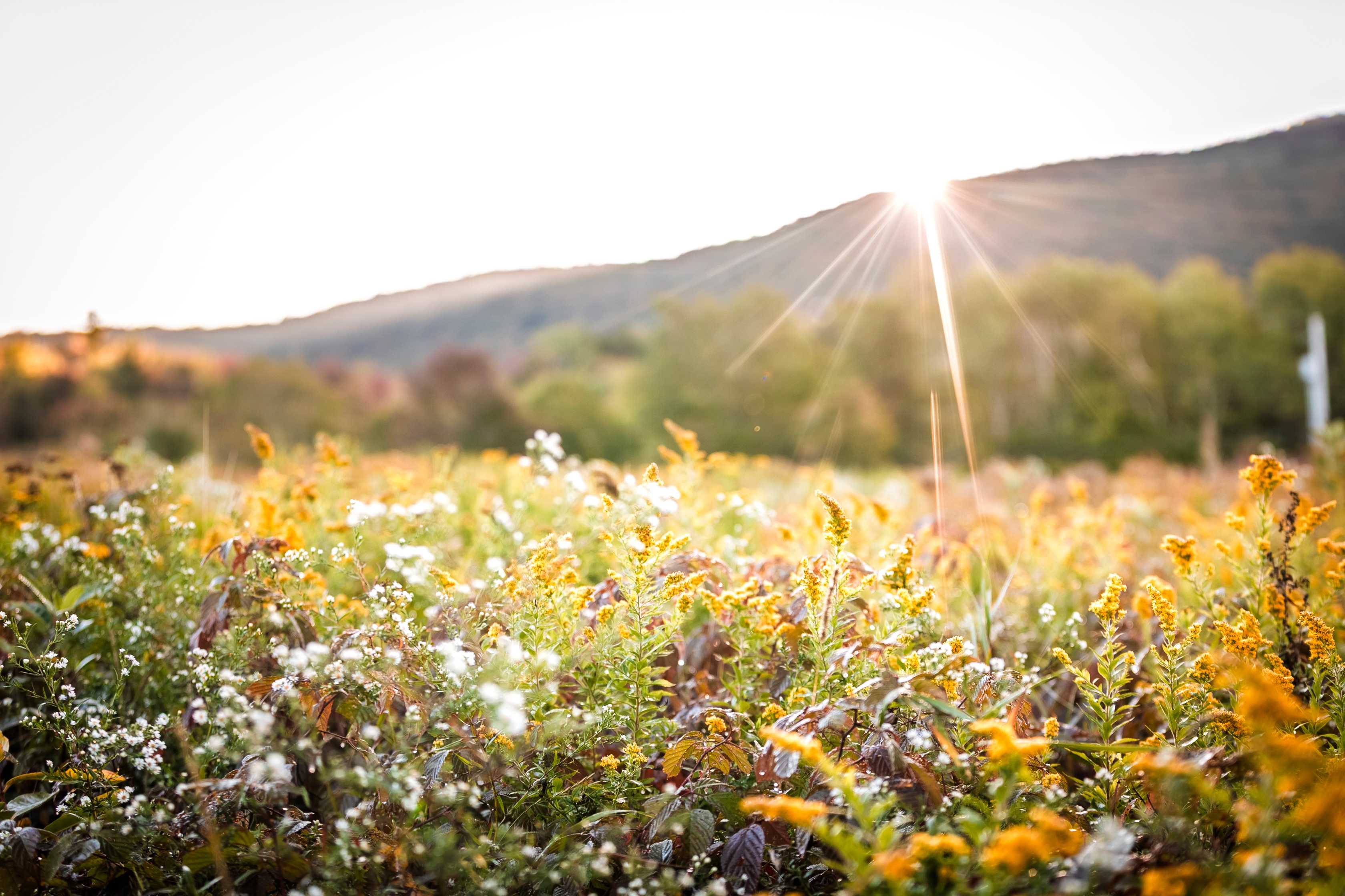 Sunrise over the meadows next to the campsite. The morning frost melted away quickly after the sun rose over the ridgeline. One morning there was a moody fog lingering across the fields. 