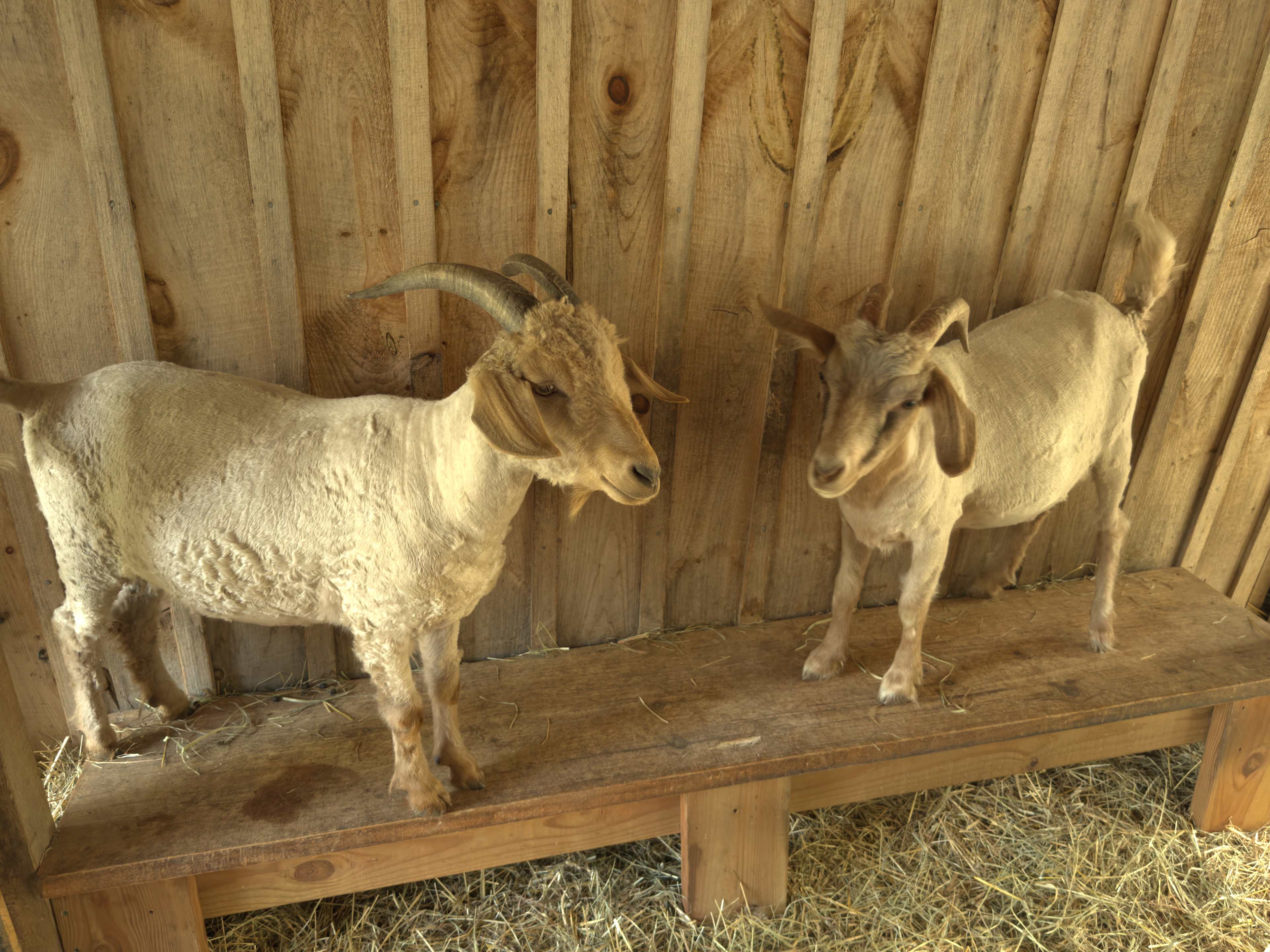 Hen and Hive Provisions