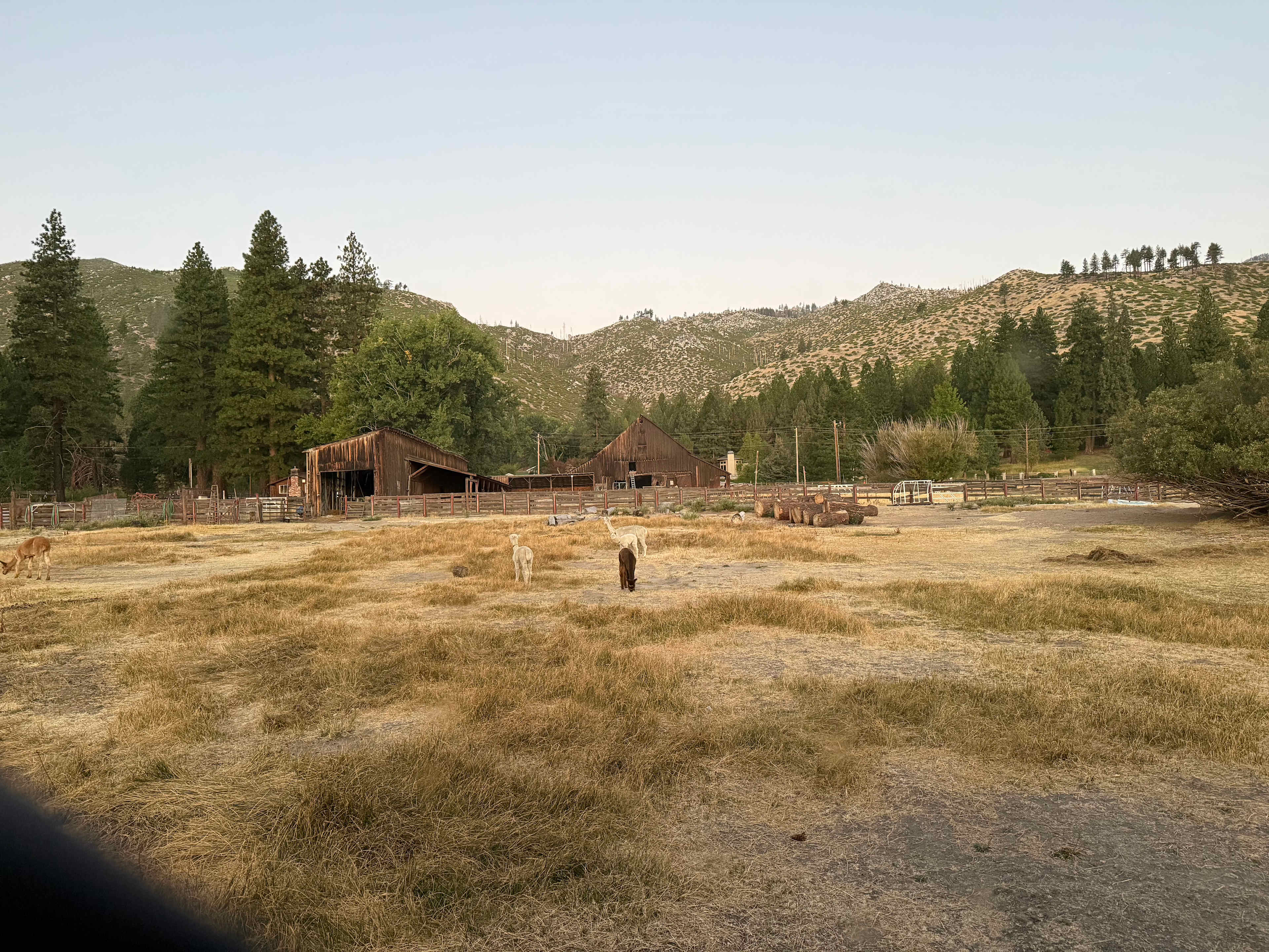 L.Davis Ranch and Olde LYFE Alpacas