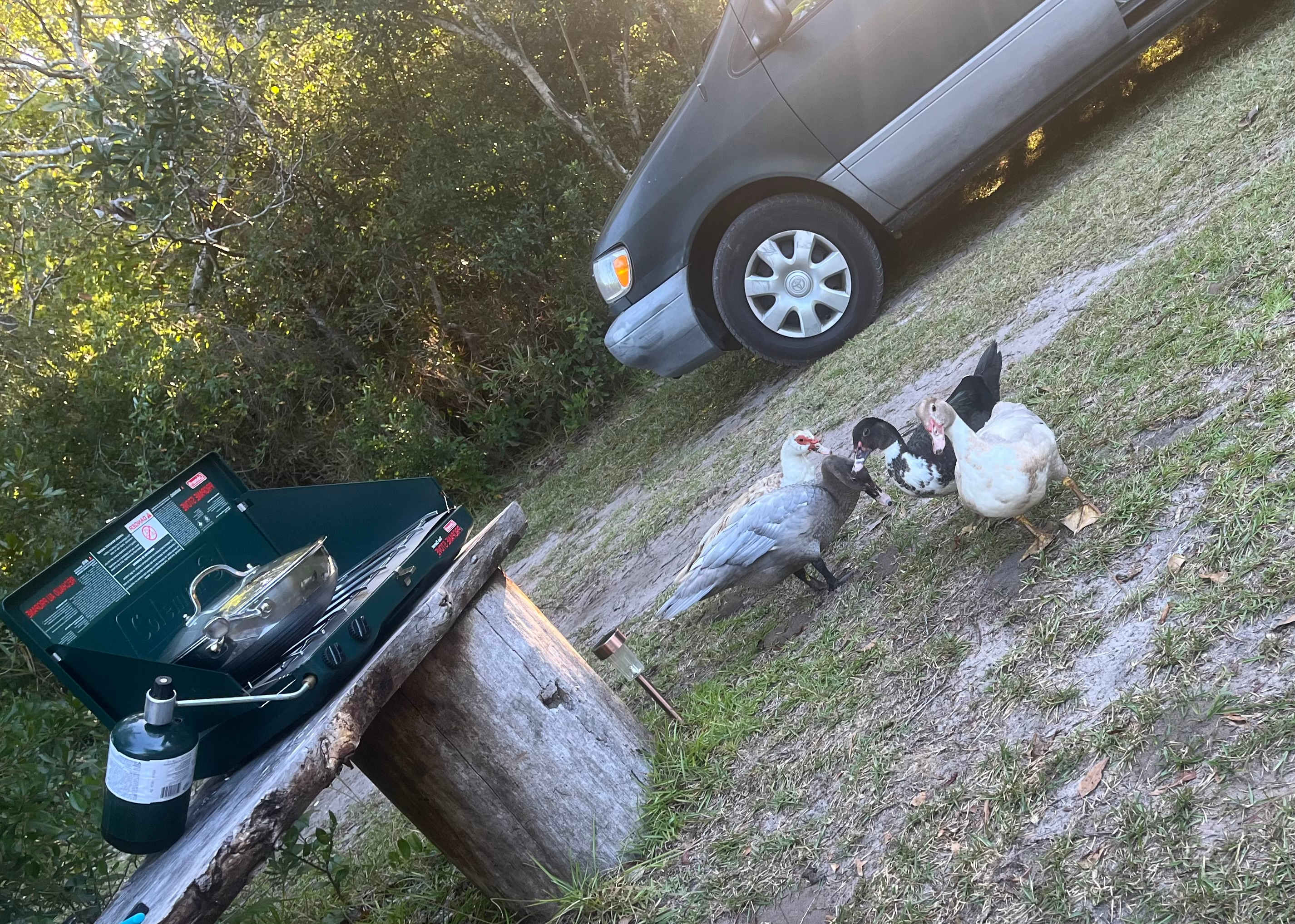 I wish I had some corn to share! No biscuits for you, duckies! 