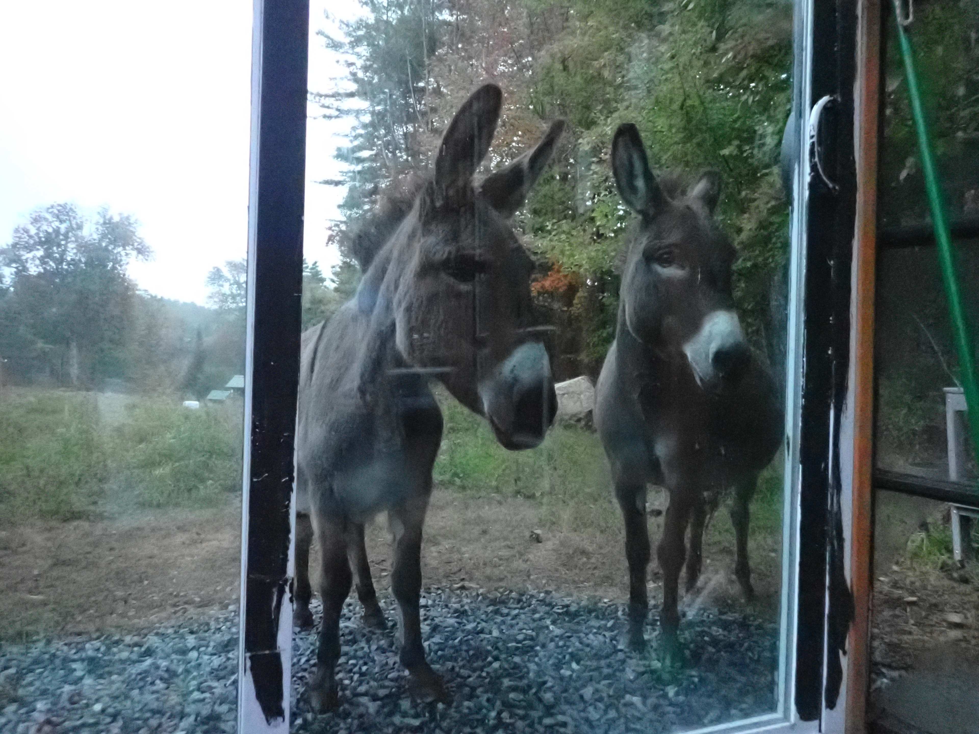 Willoughby Farm Animal Rescue