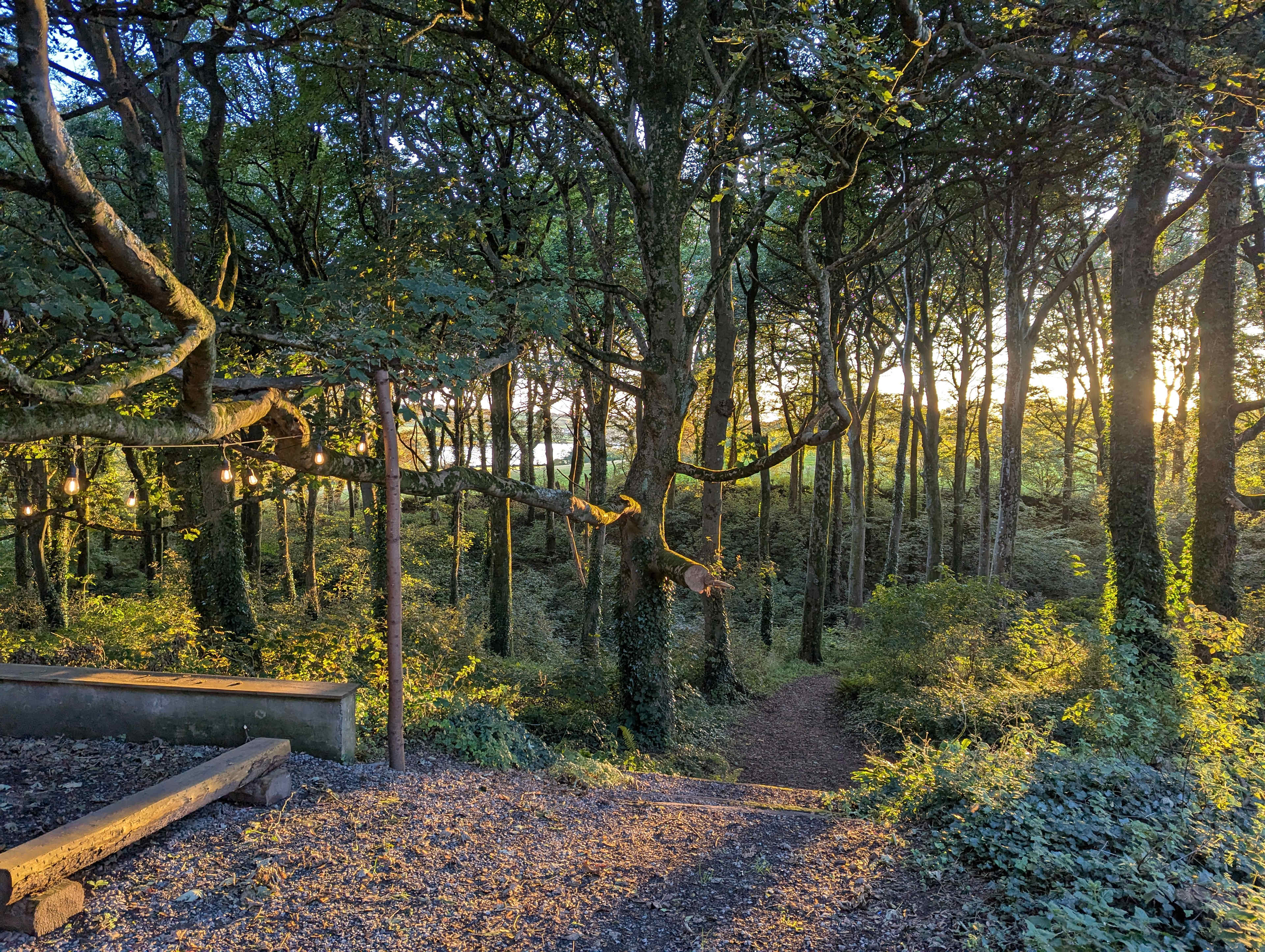 Beautiful woodland walk