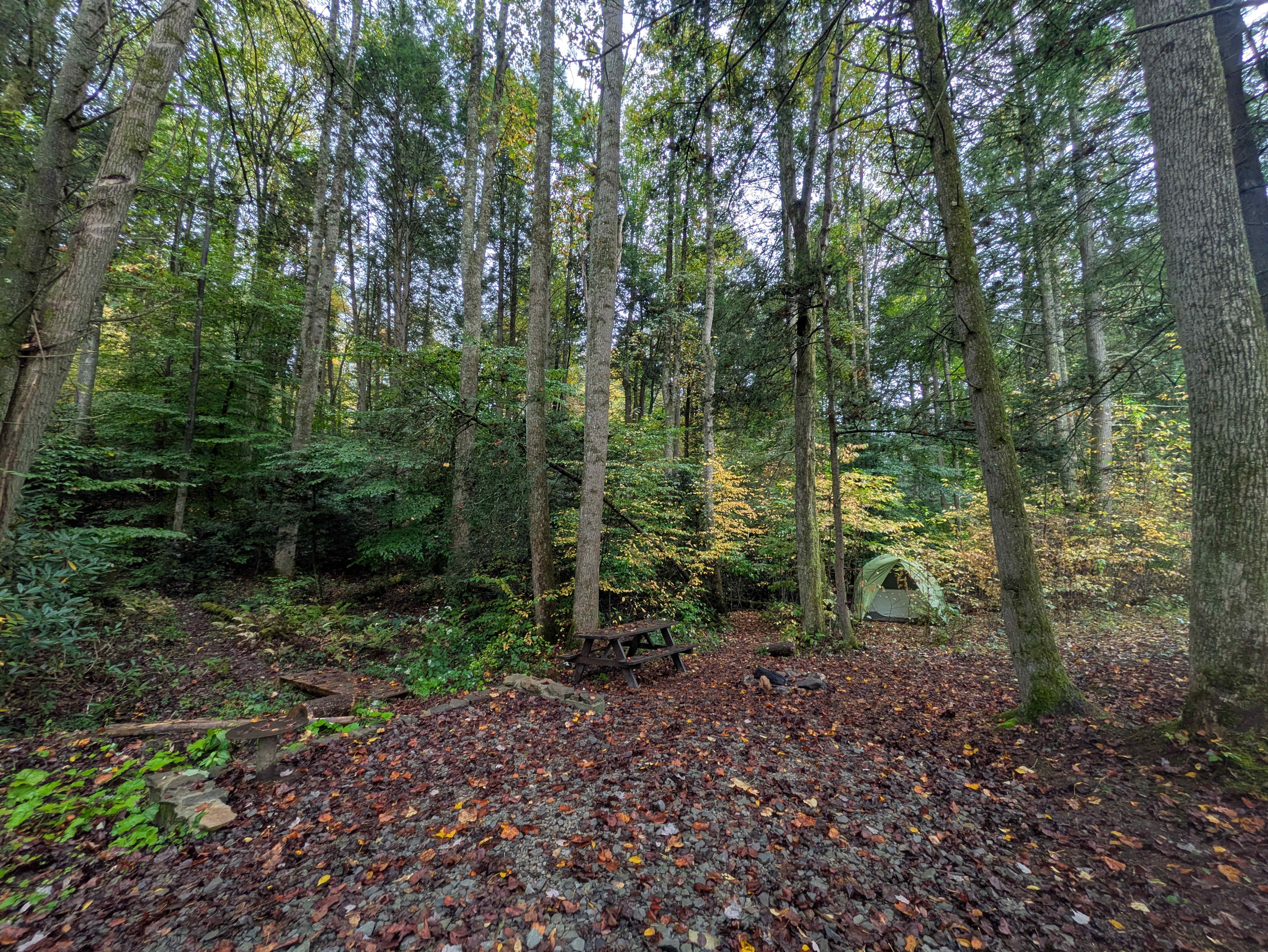 Mountain Magnolia Forest Farm