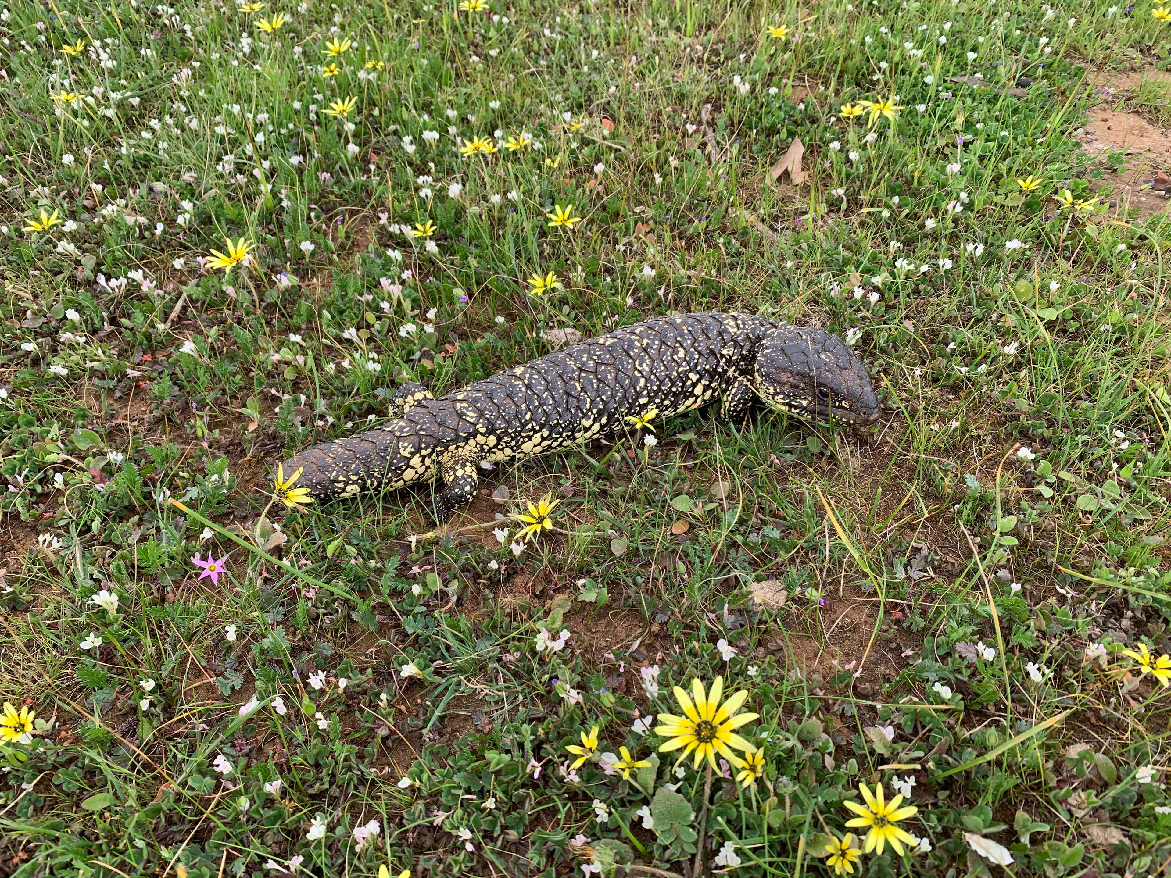 Mikkira Station Koala Sanctuary
