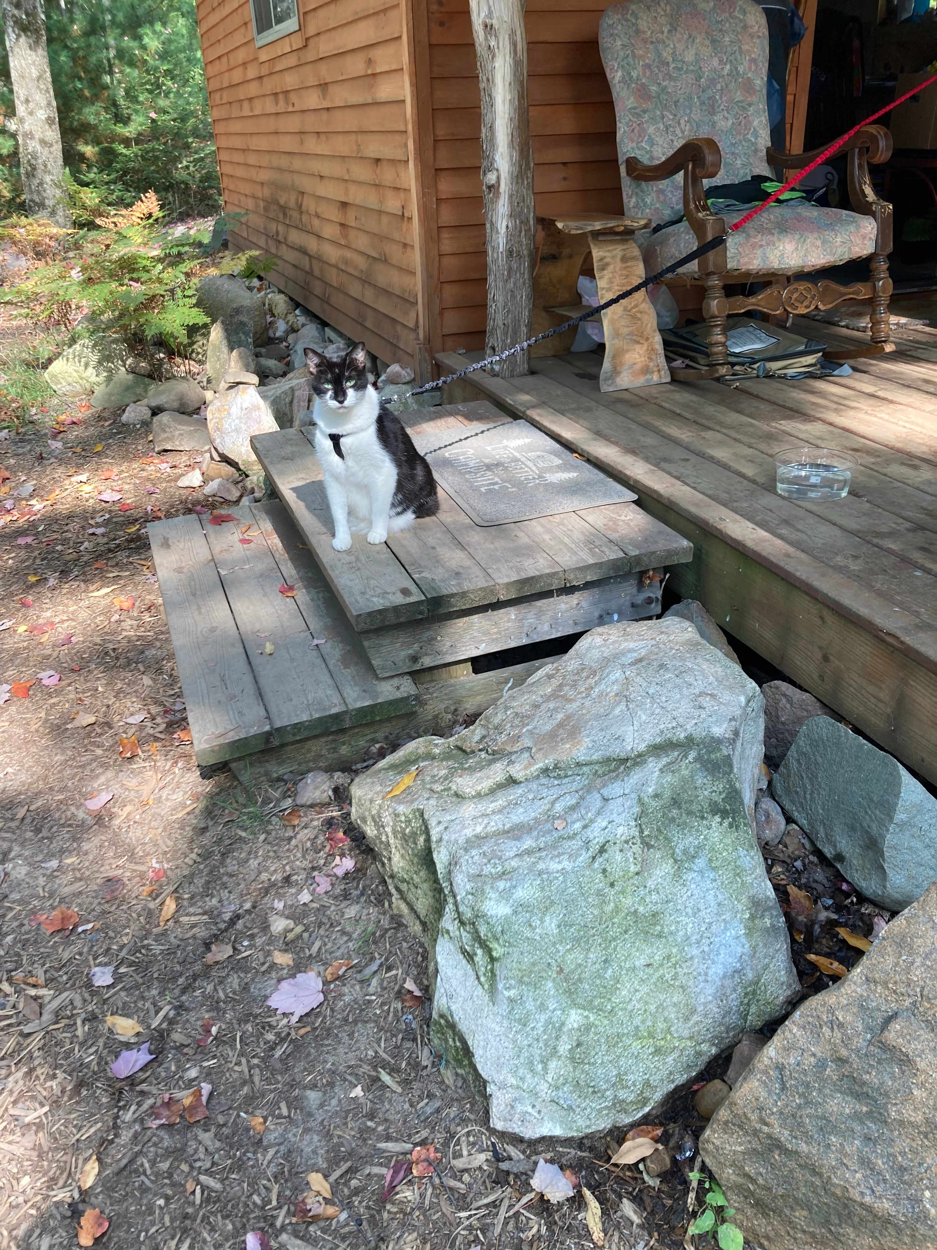 Sammy, the cat enjoying a little R&R