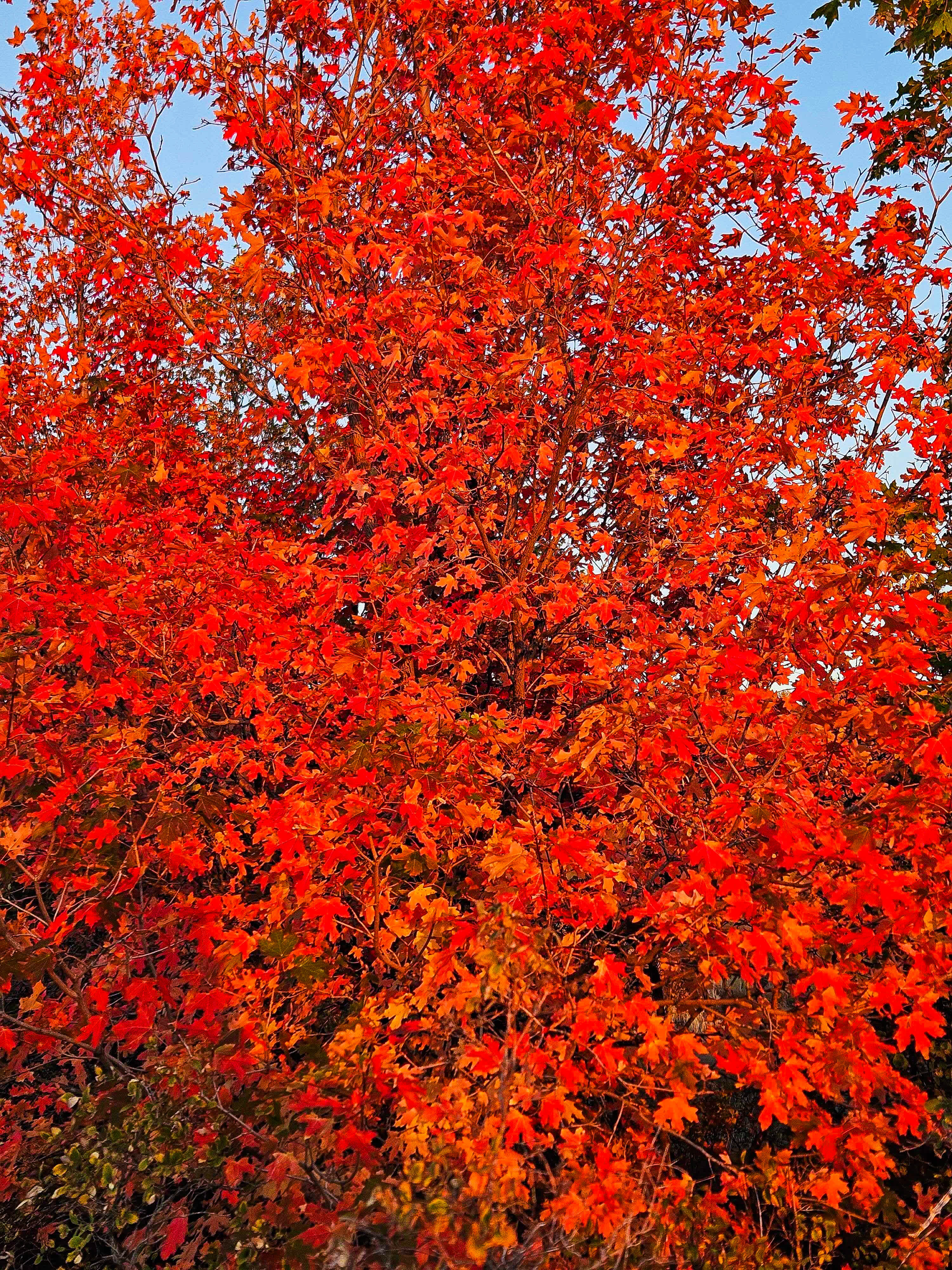 Moonlight Mine Acres