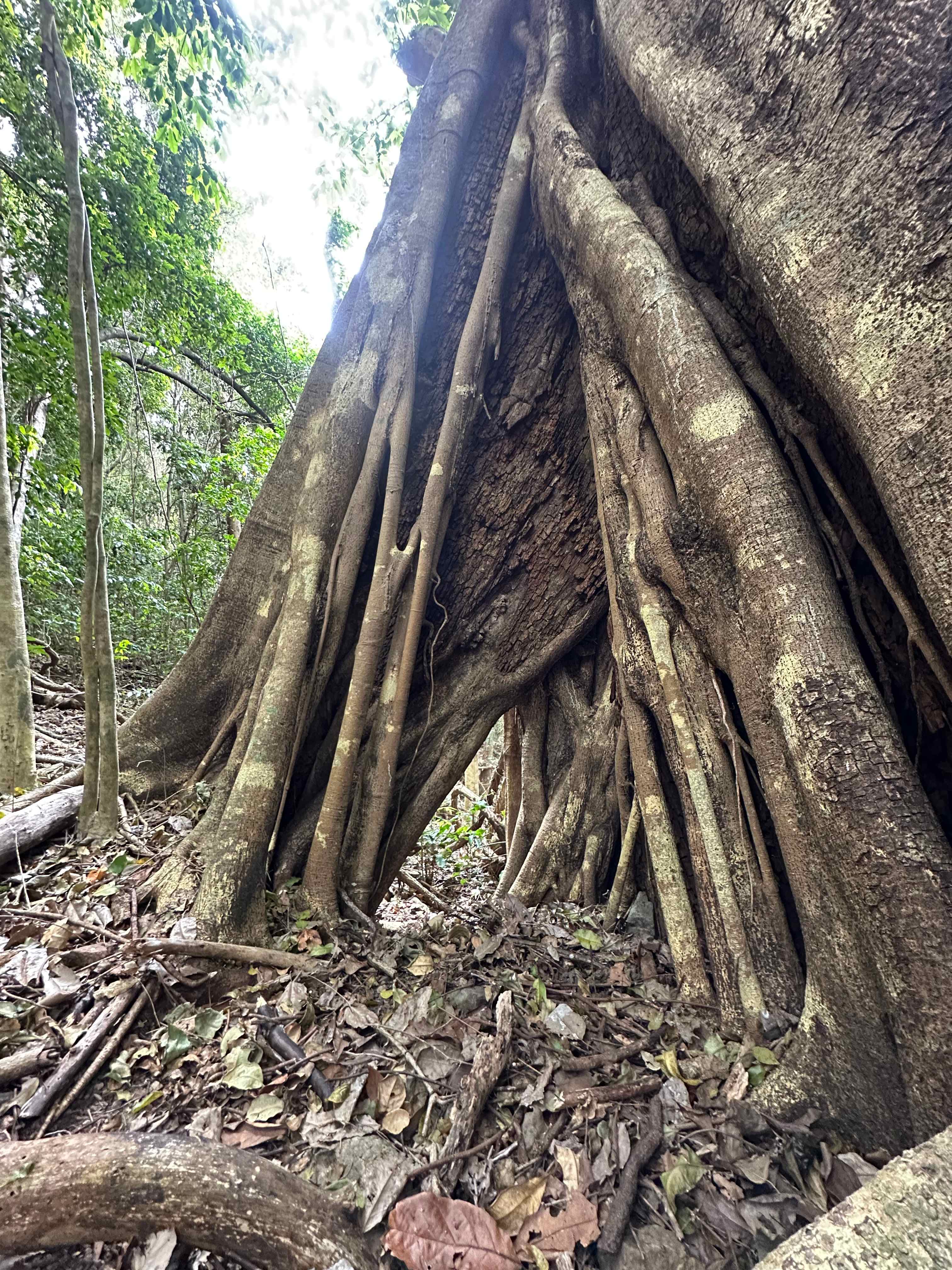 Middle Creek Dam Campsites