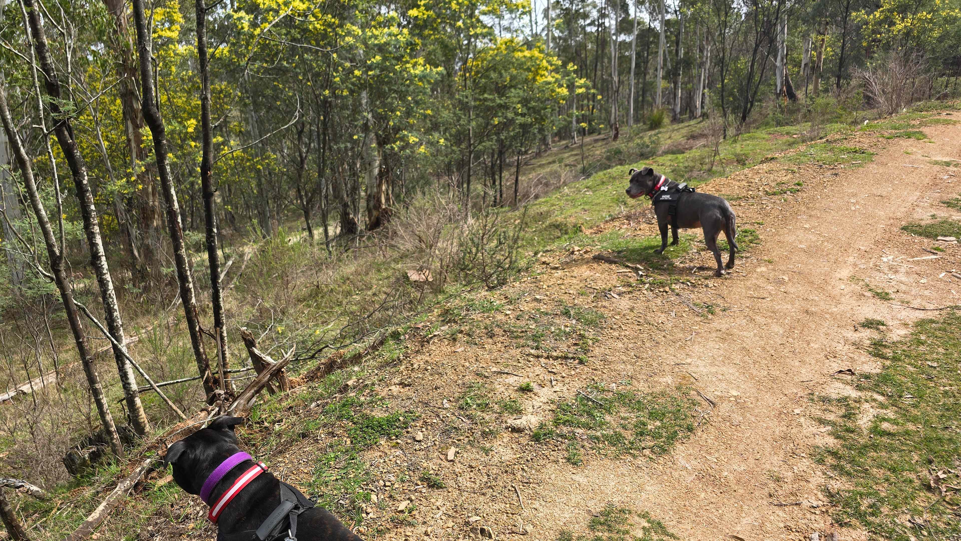 The dogs loved all the bush smells