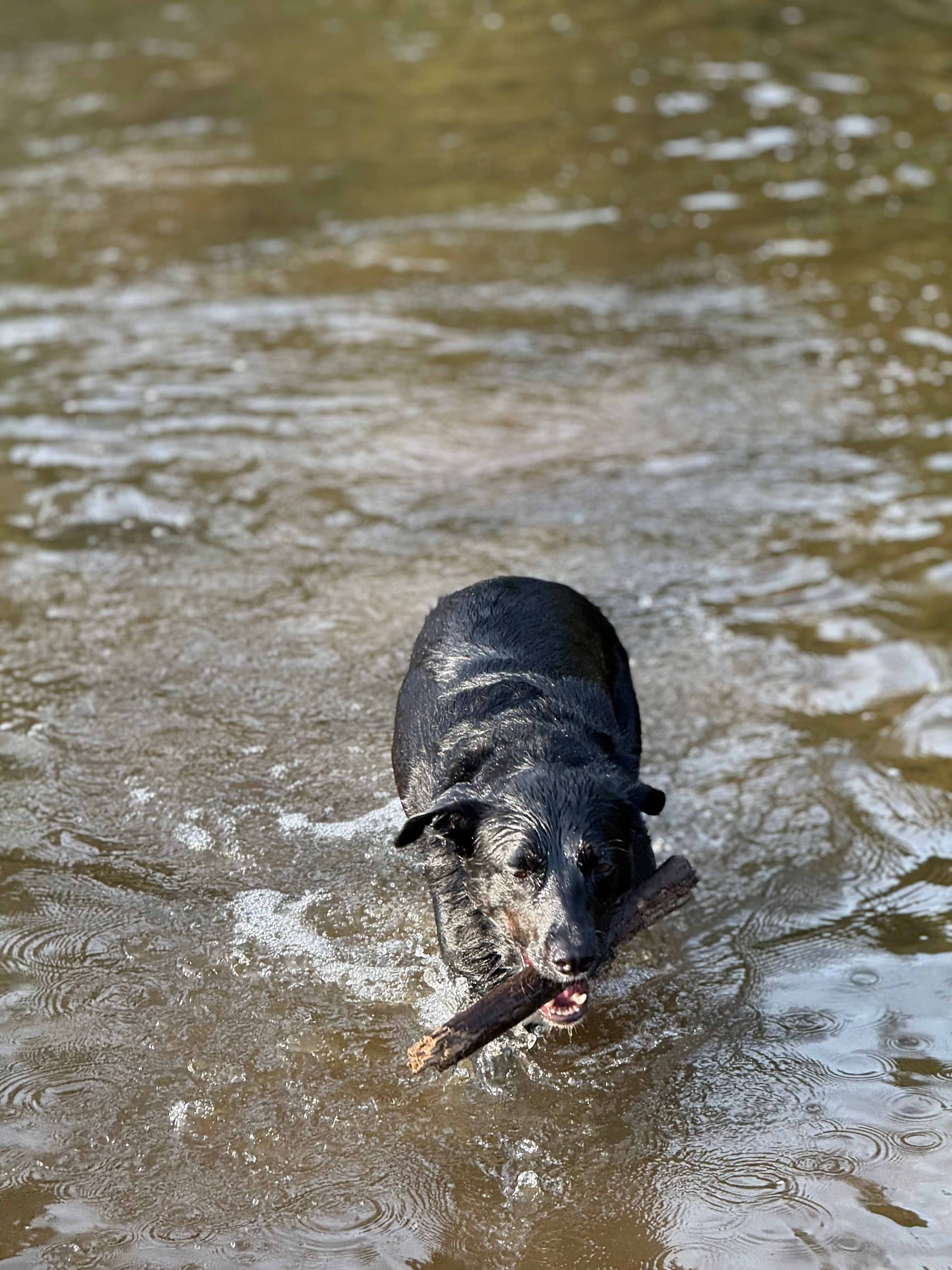 Guppy Gully on the Mary