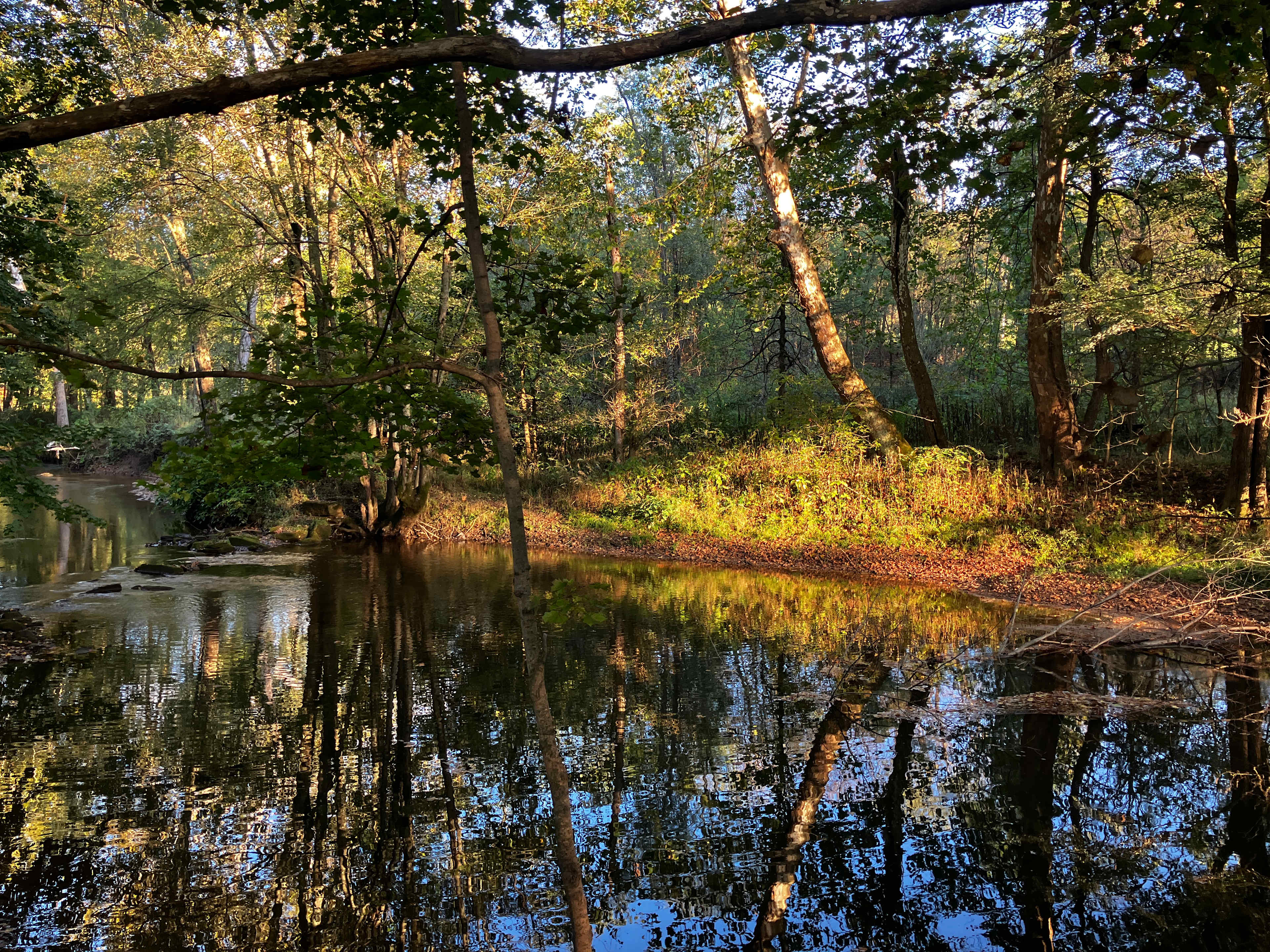 Bluebird Hollow