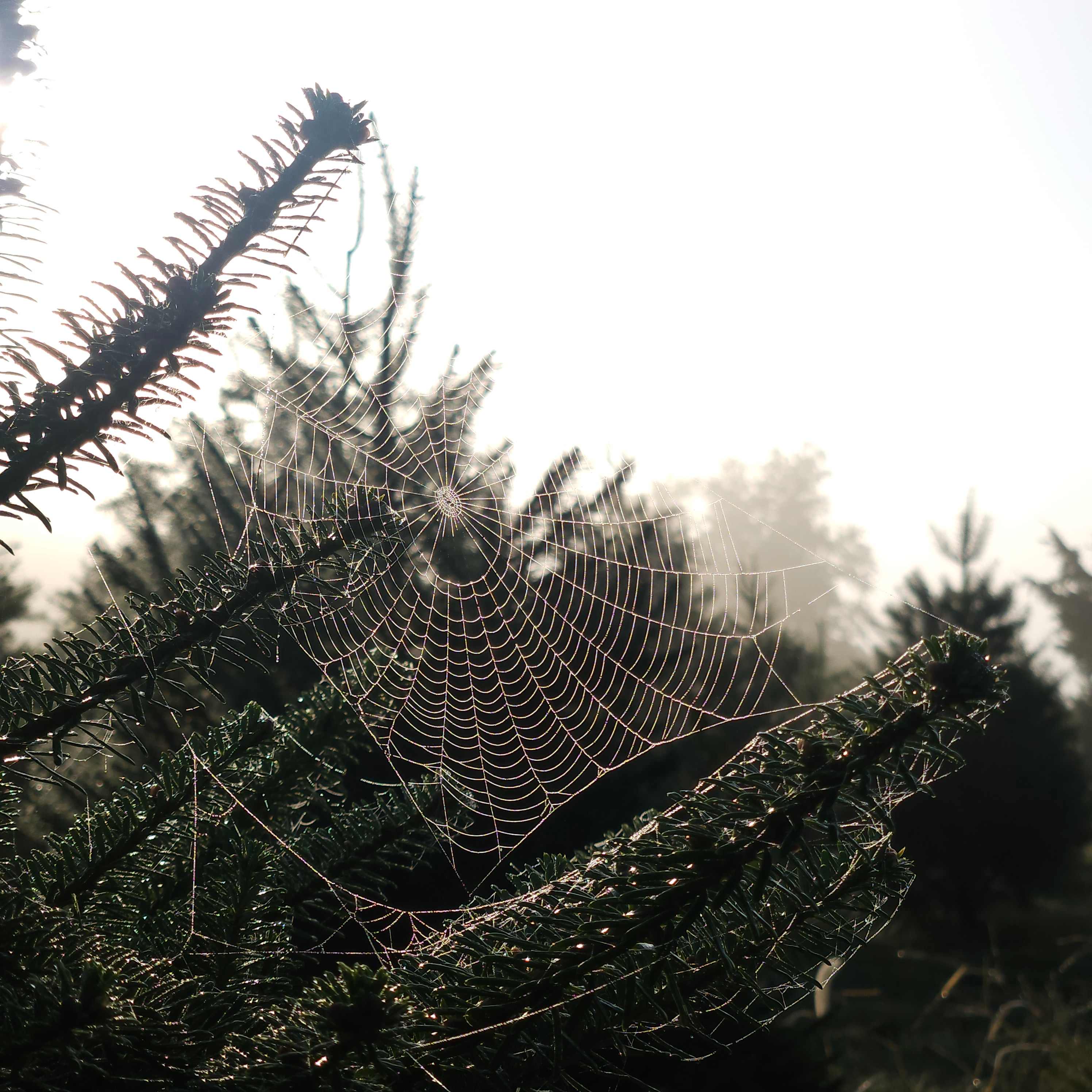 Christmas Tree Farm with Views