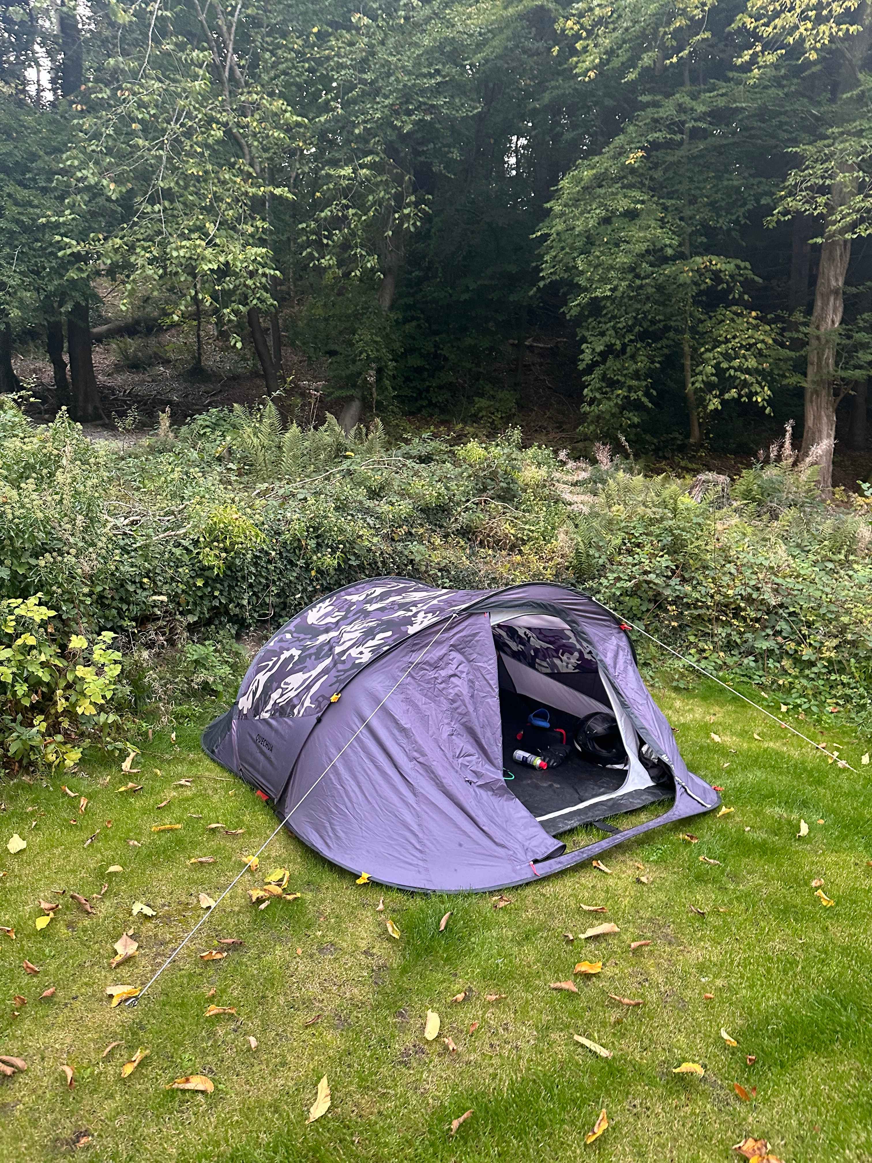 Tree Tops and Train Tracks