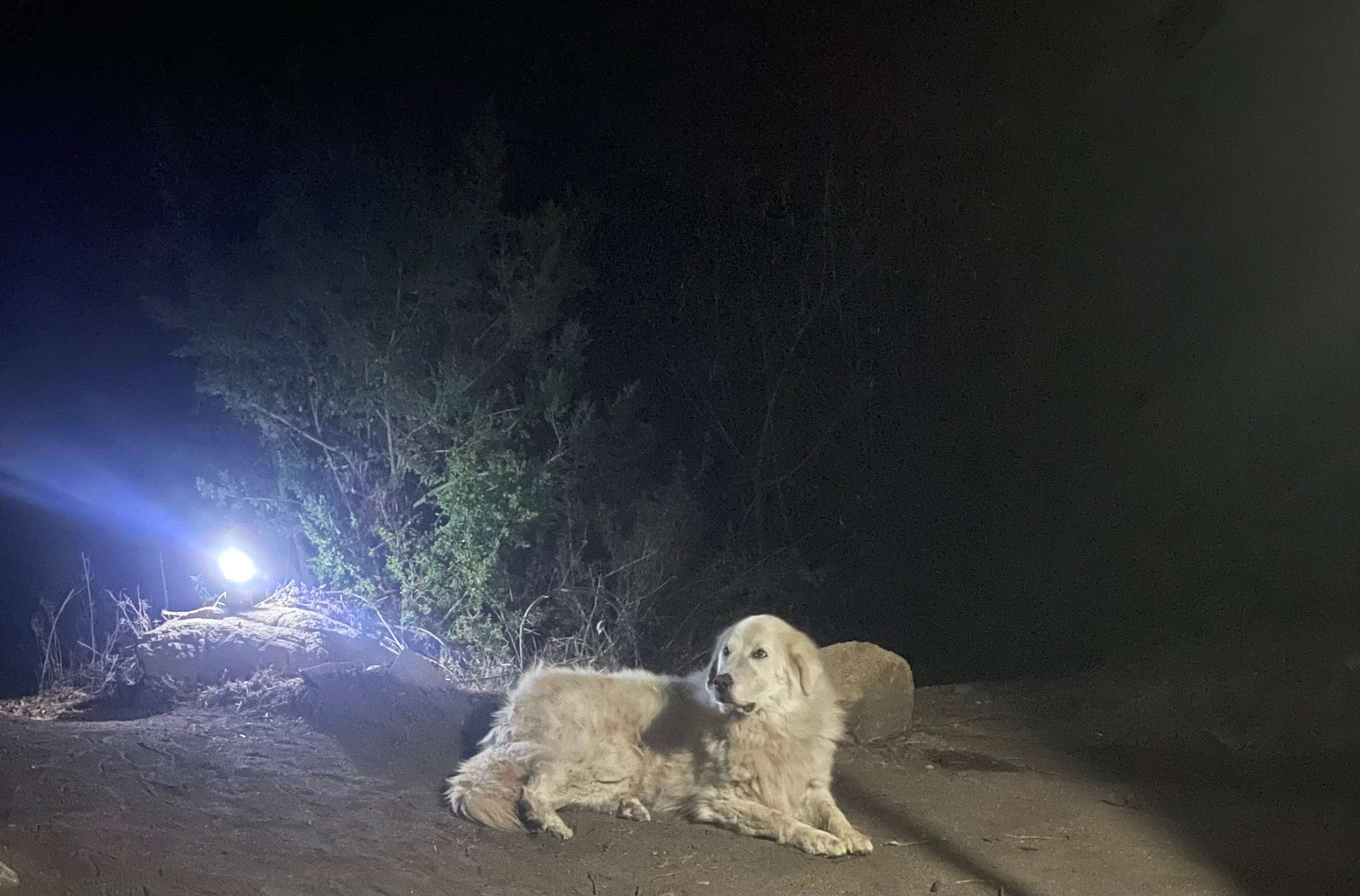 Molly guards the property at night and makes a visit to say hi everytime we come stay. 