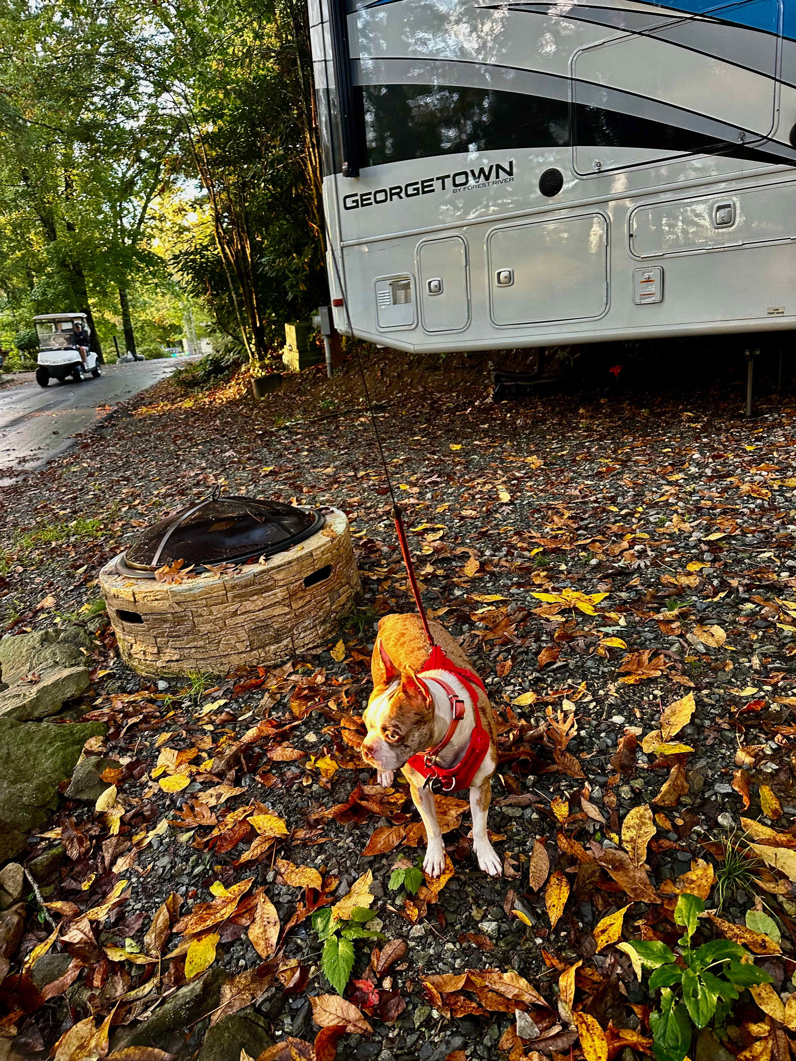 Coco liked the pet fenced porch on the deck and the fire too.