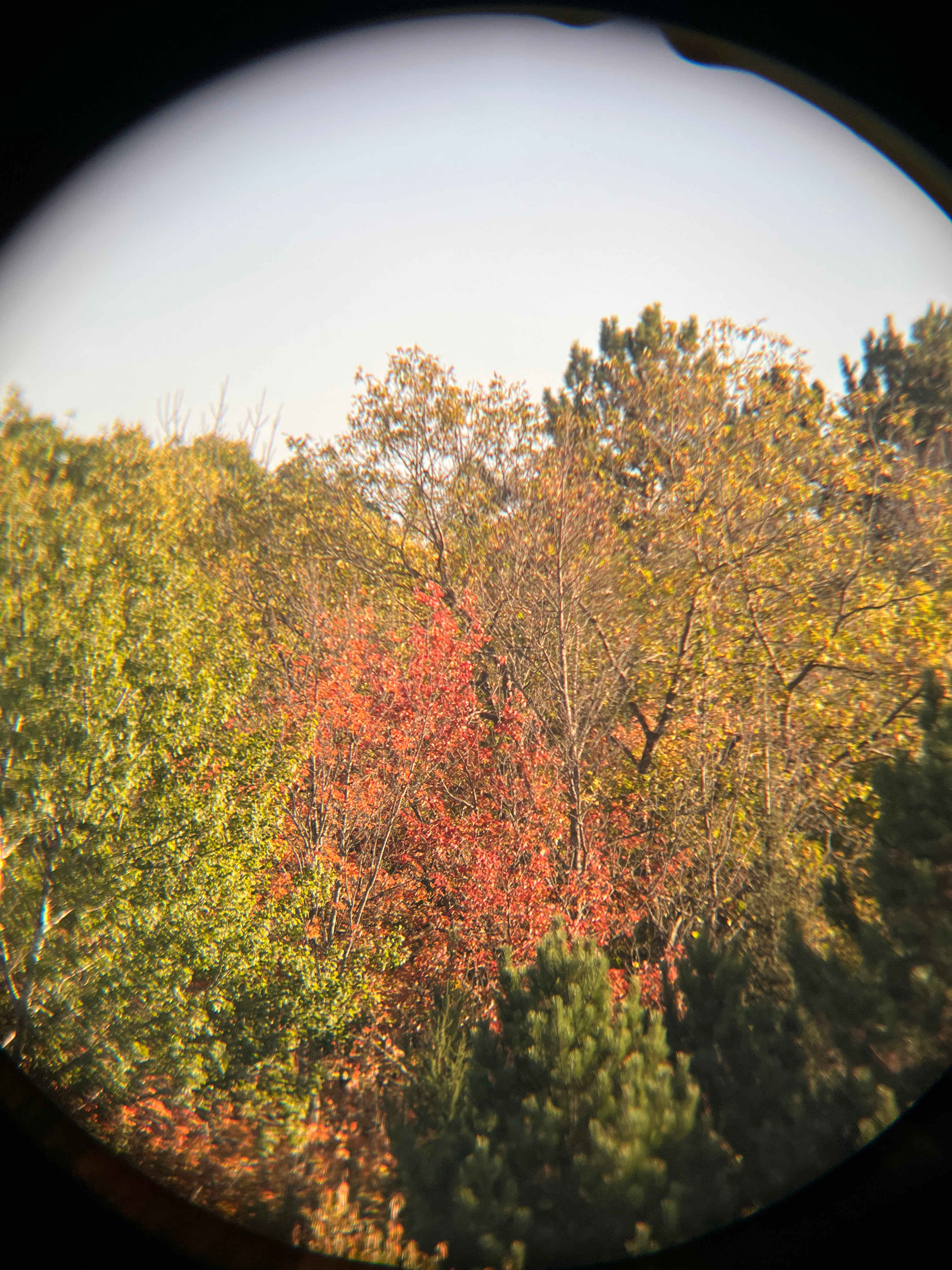 Simplicity @Top Of The Hill Huskies