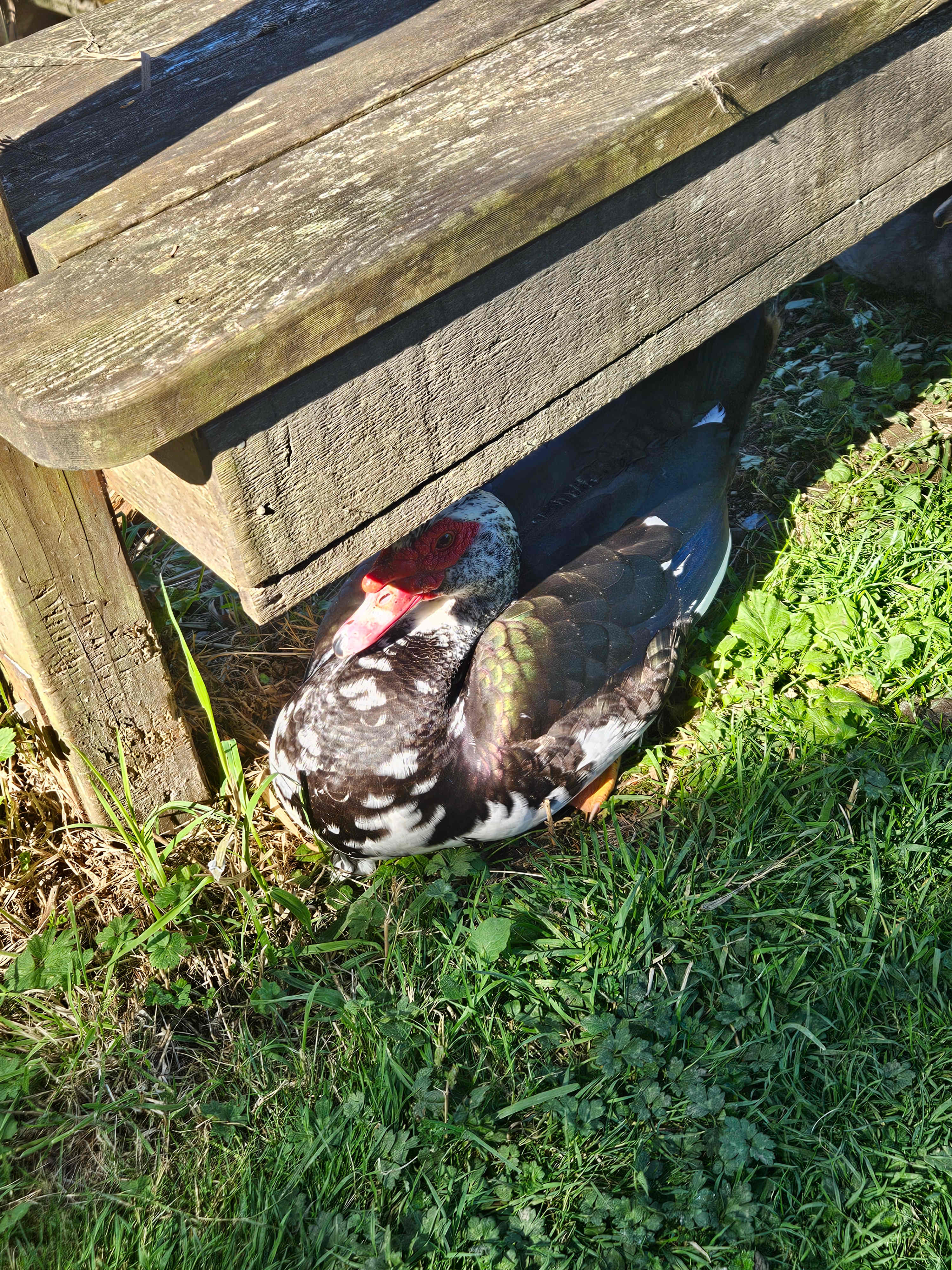 The Landing At Lake Ploenta
