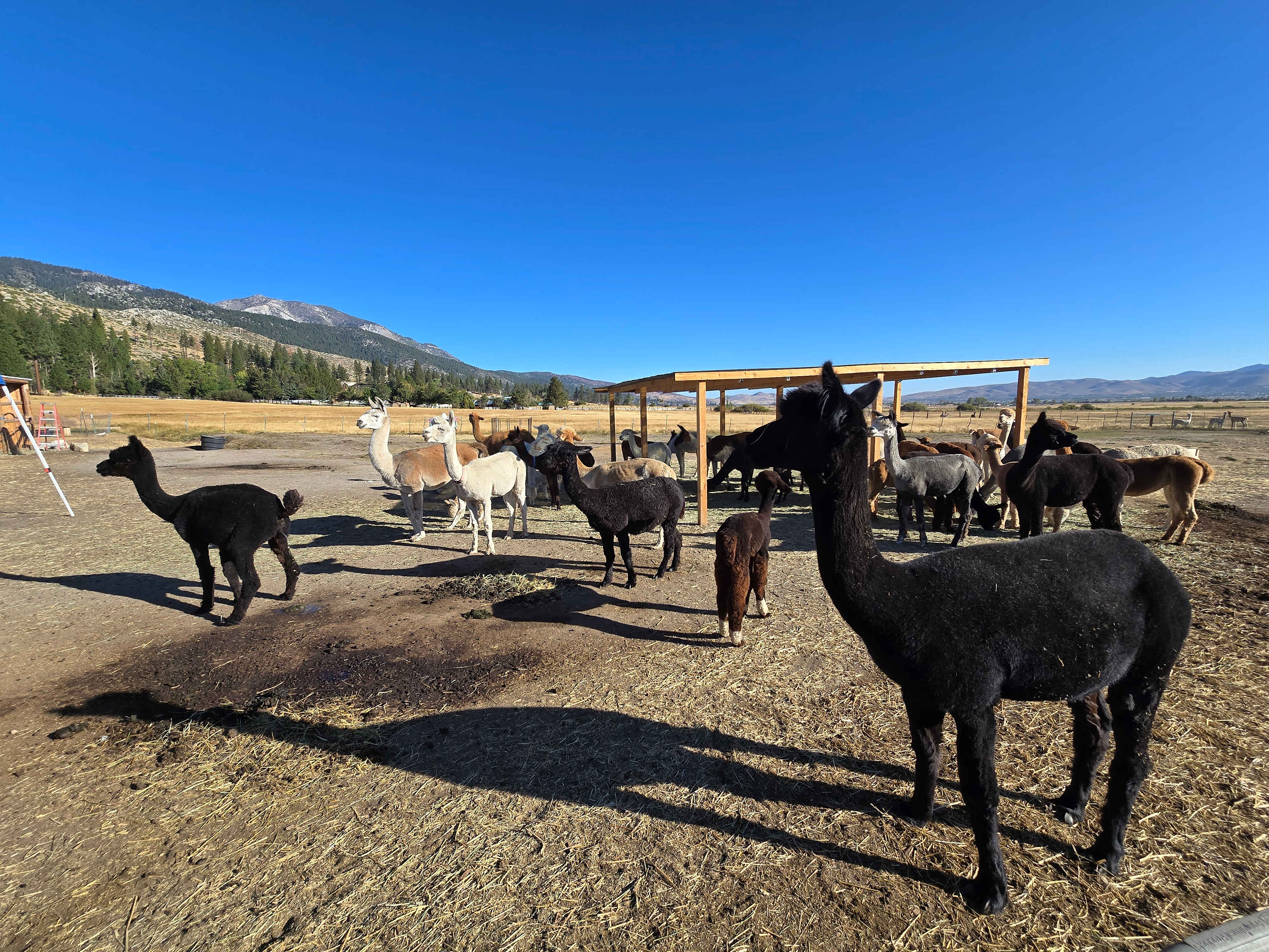 L.Davis Ranch and Olde LYFE Alpacas