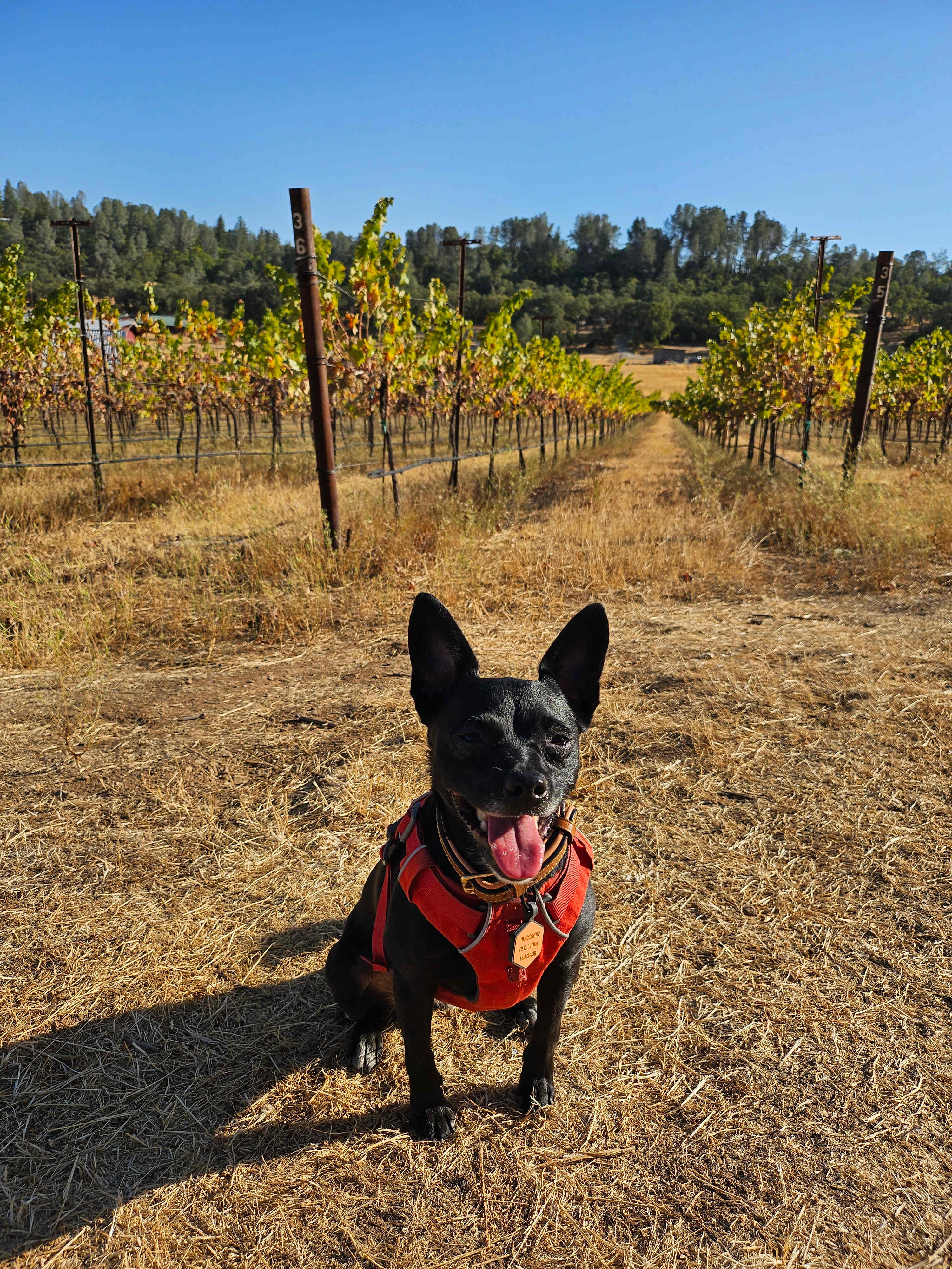 Vineyard Camping at Bad Rat Ranch
