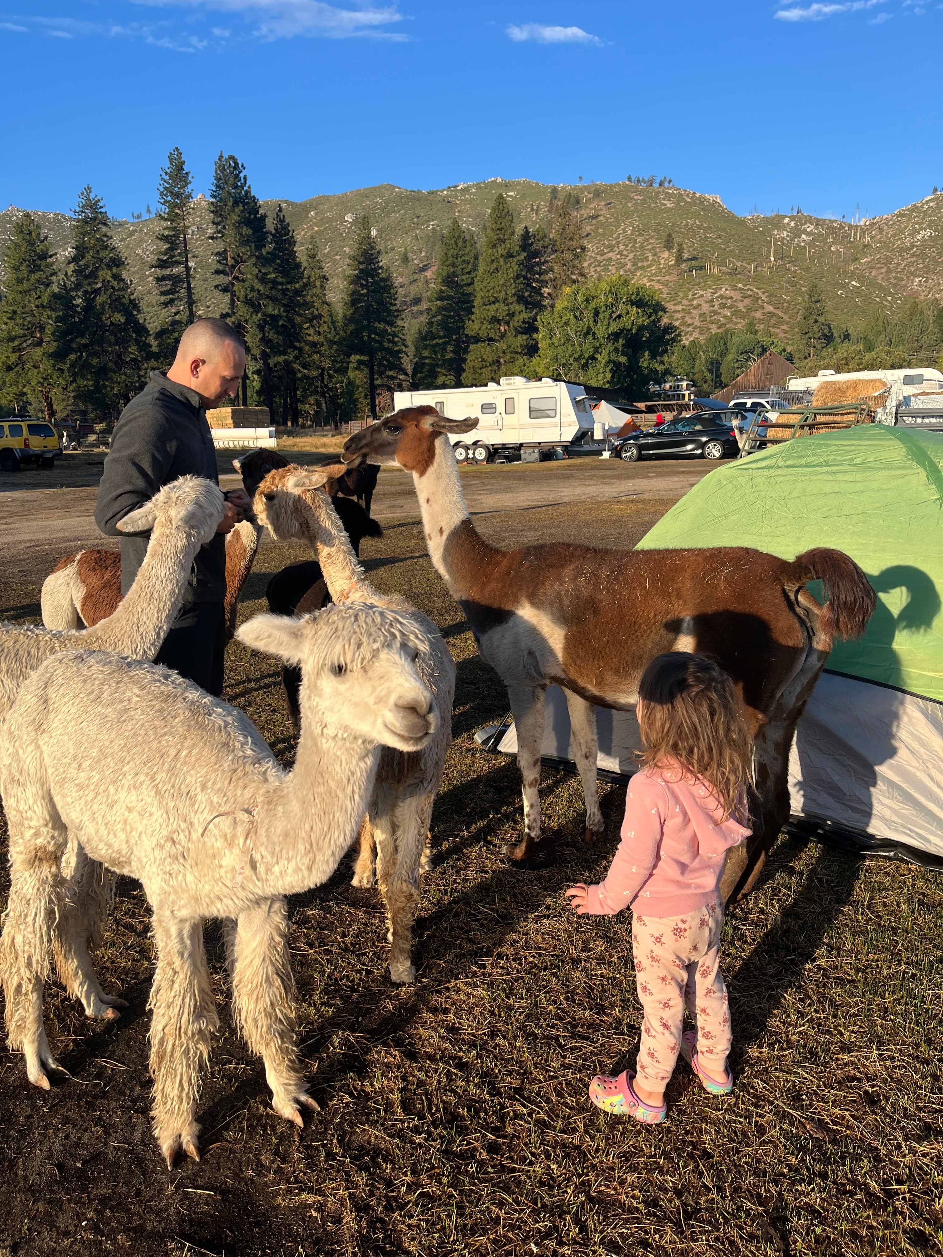 L.Davis Ranch and Olde LYFE Alpacas