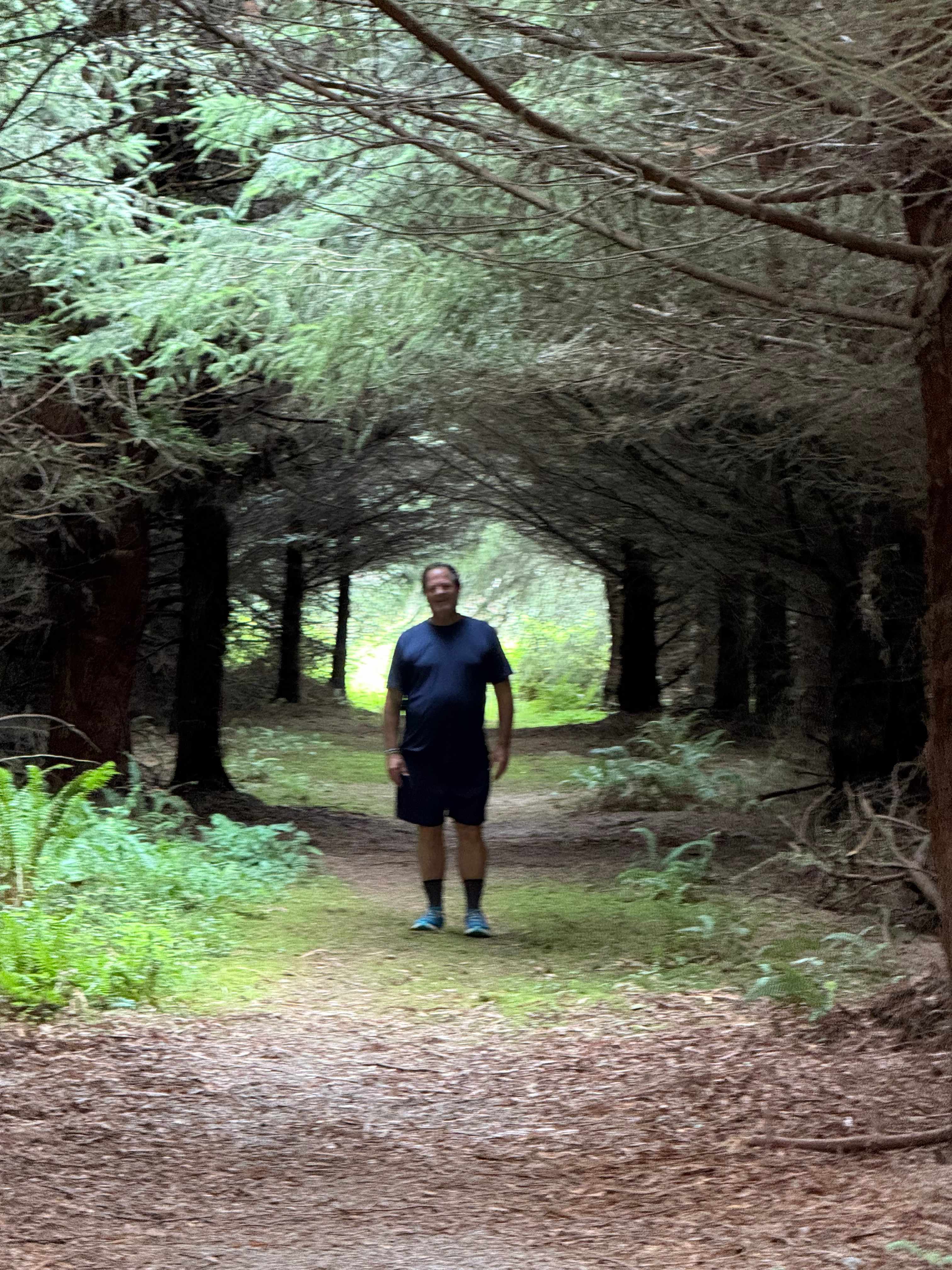 The tree tunnel