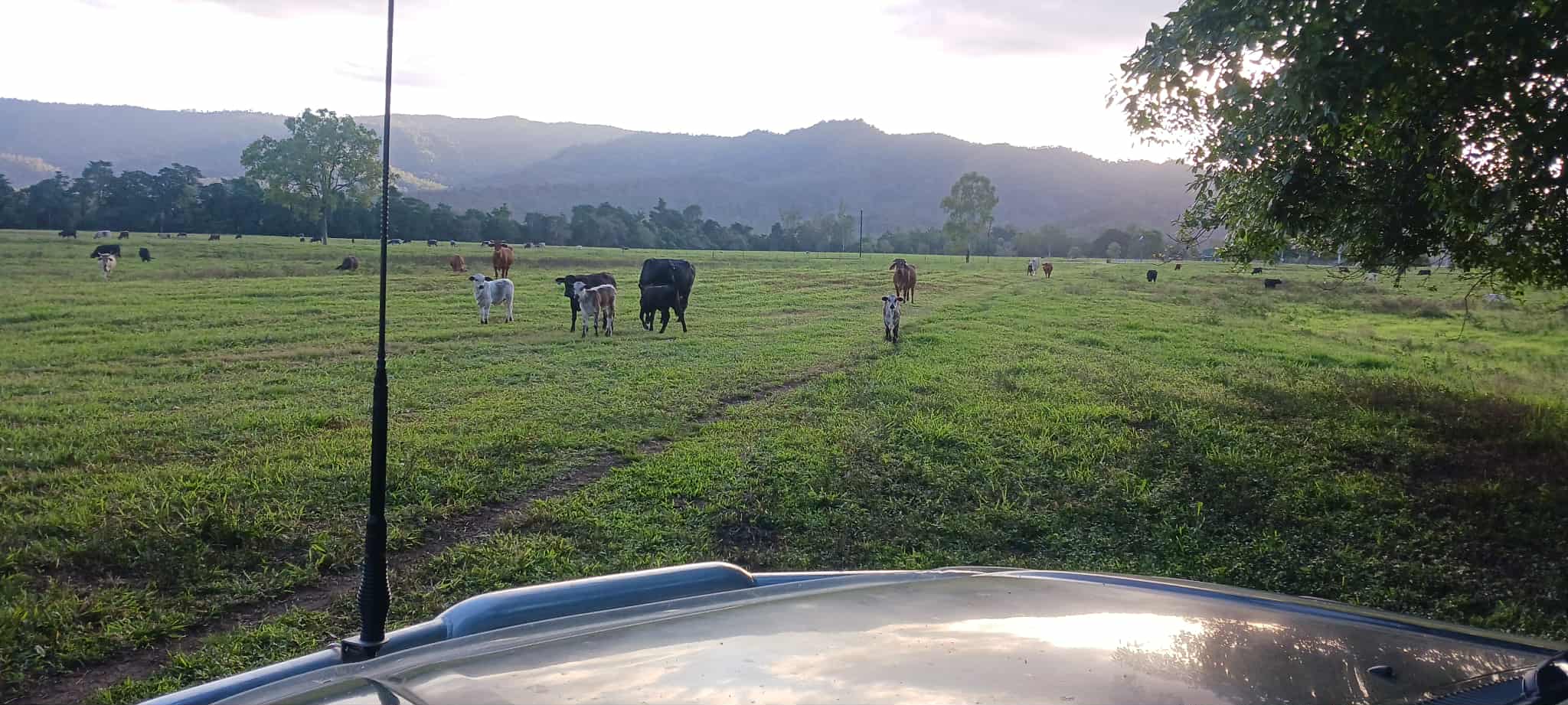 Herbert River Valley PasturesThat S