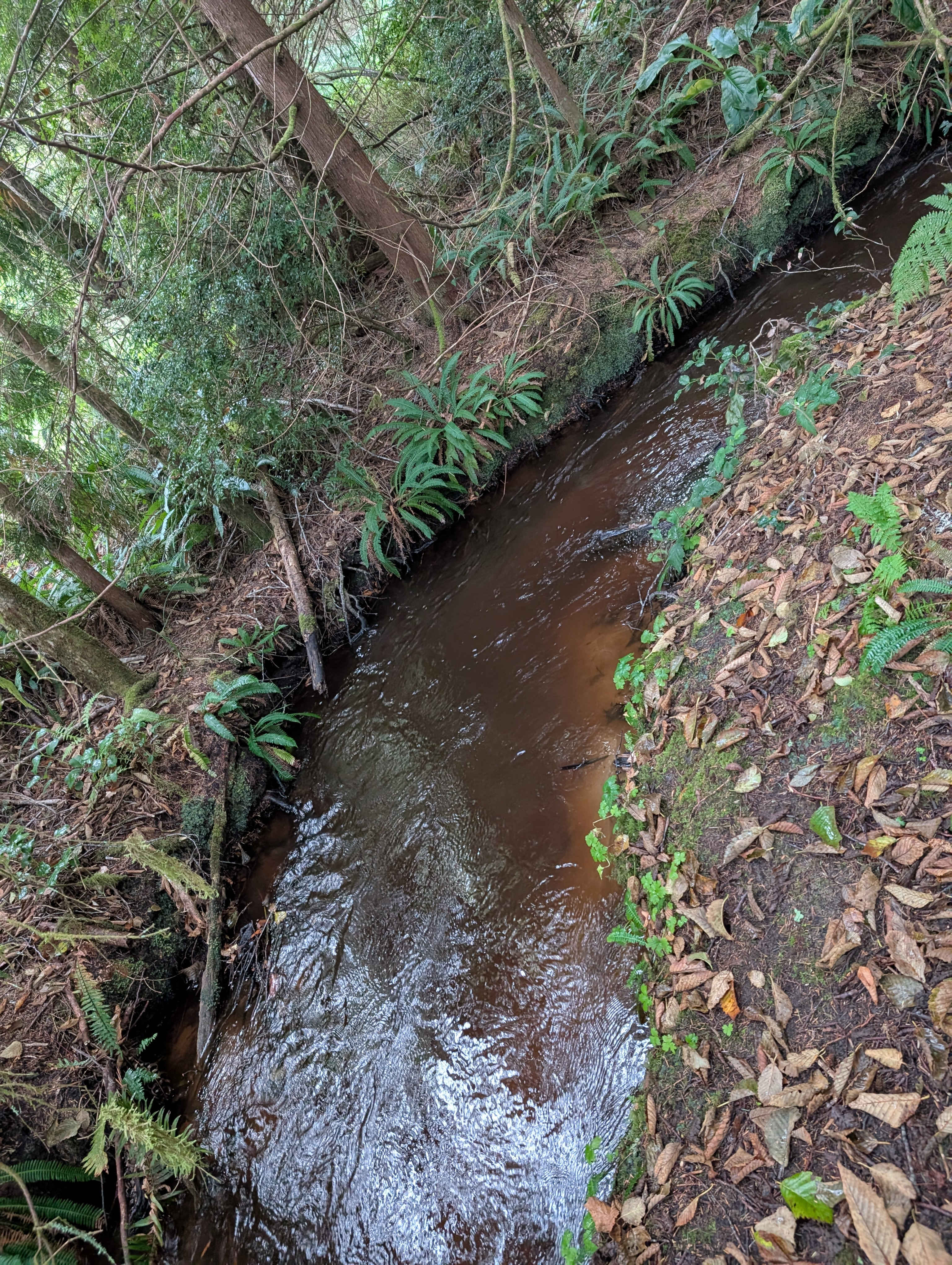 Lovely flowing creek! 