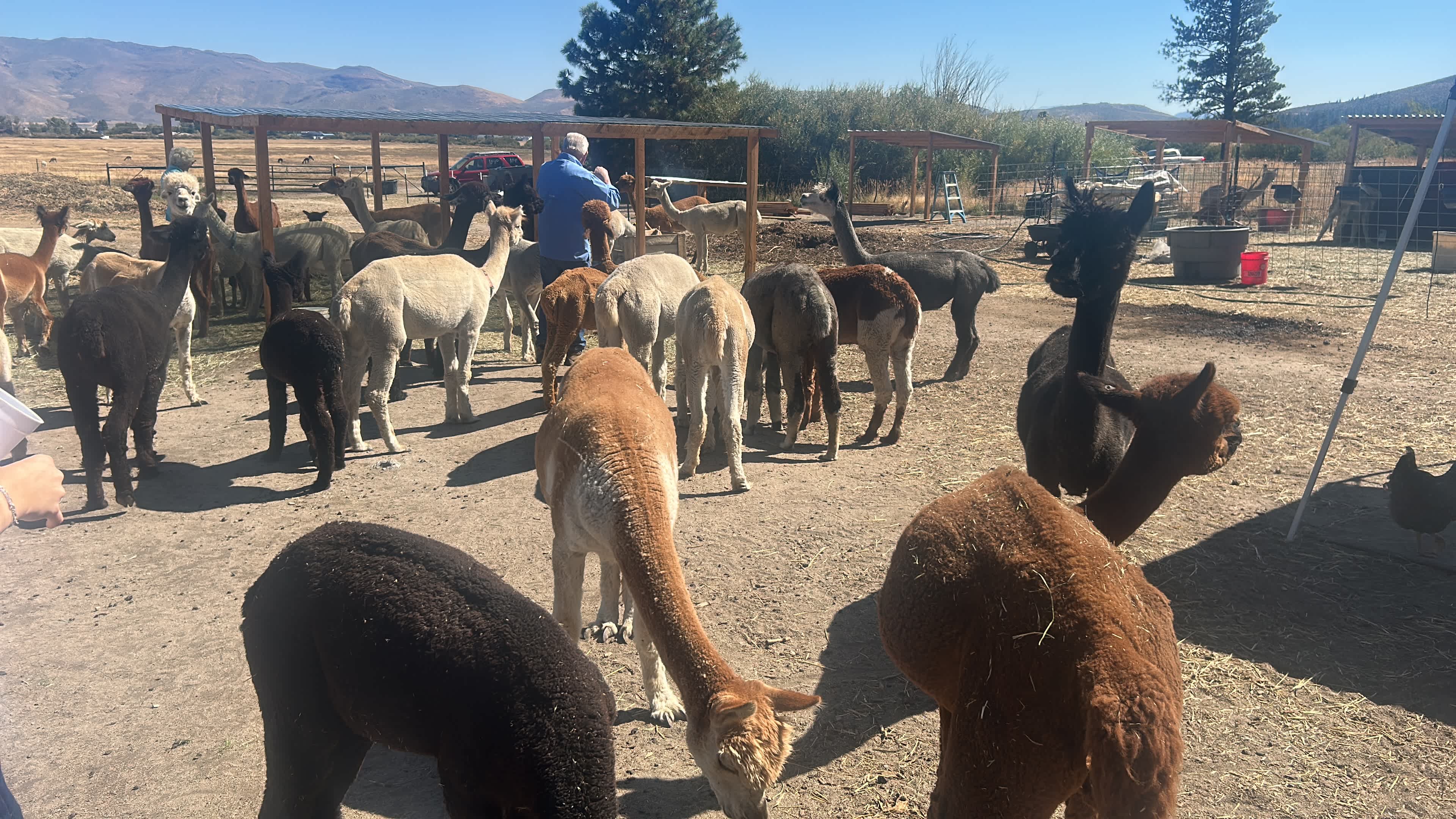 L.Davis Ranch and Olde LYFE Alpacas