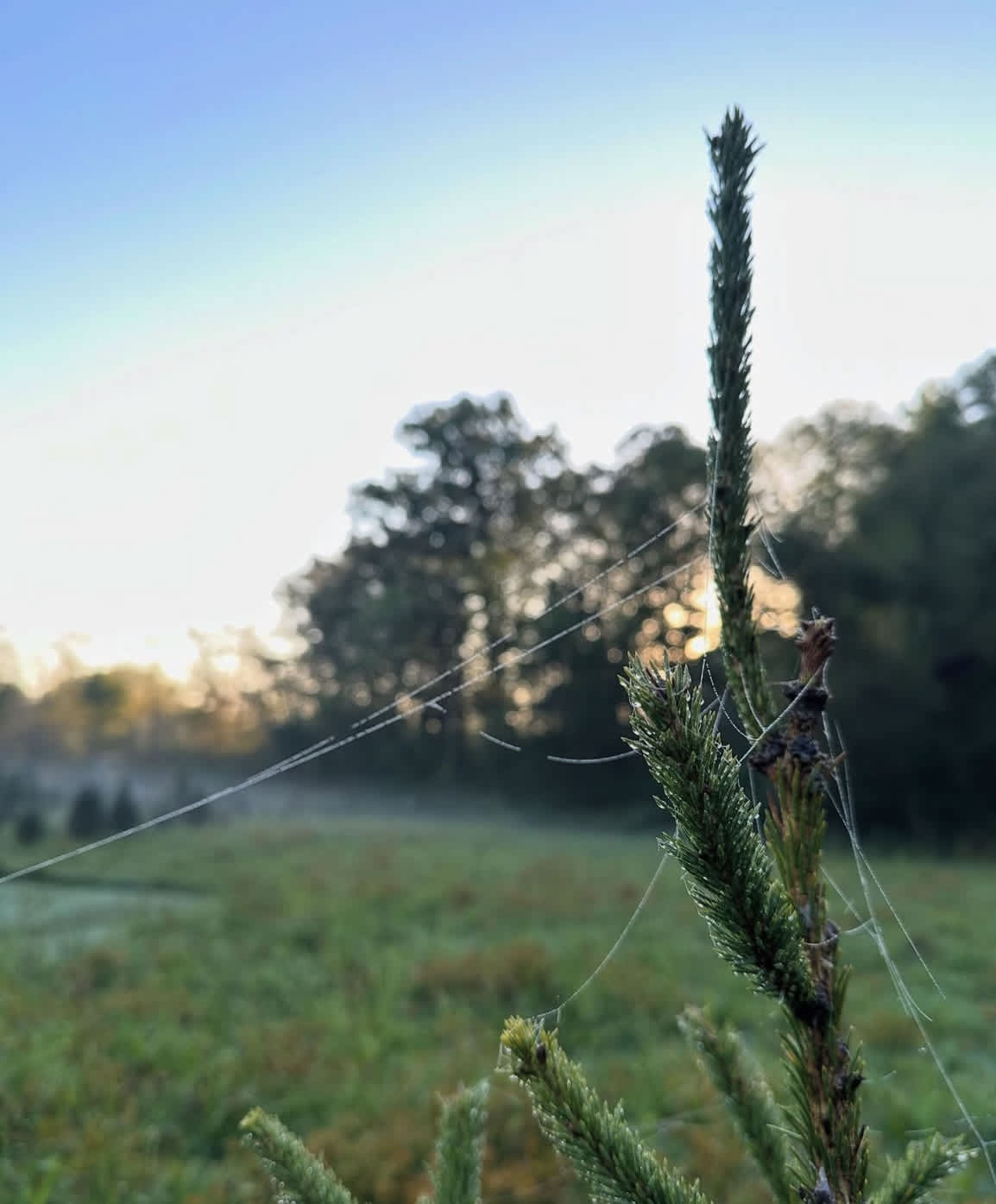 Camping at Heritage Farms