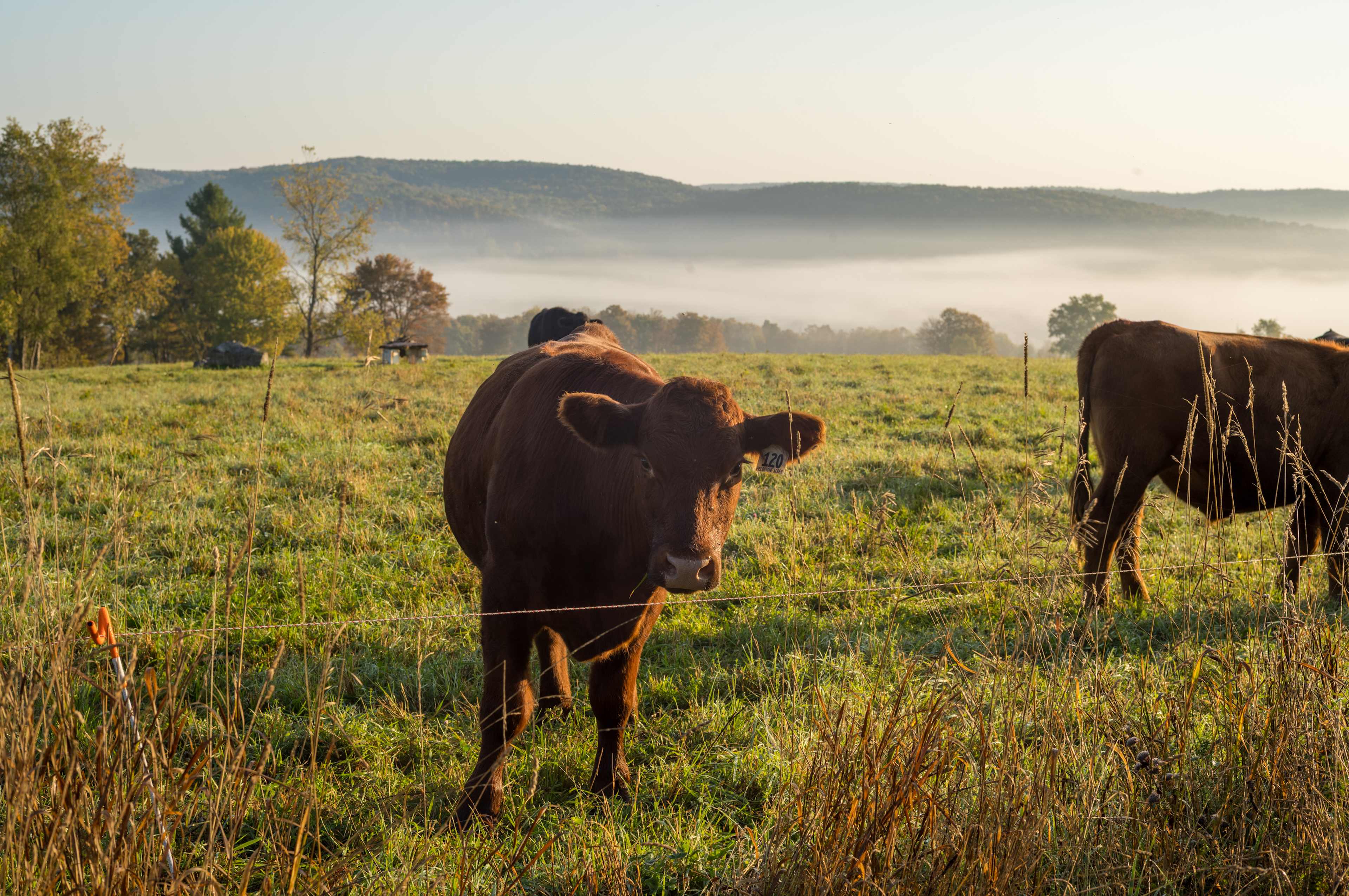 Red House Ranch Camp