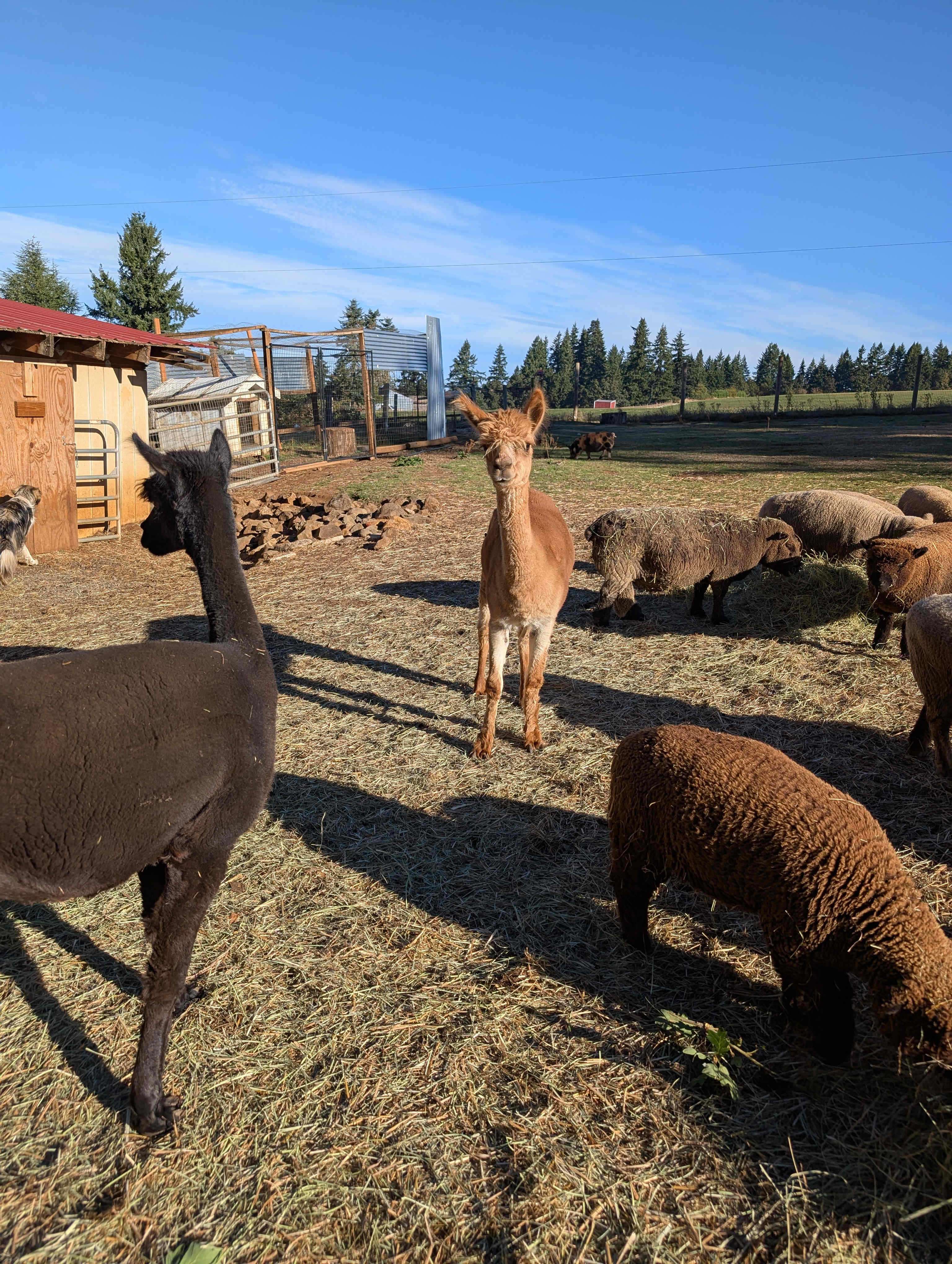 Buena Vista Lavender Farm
