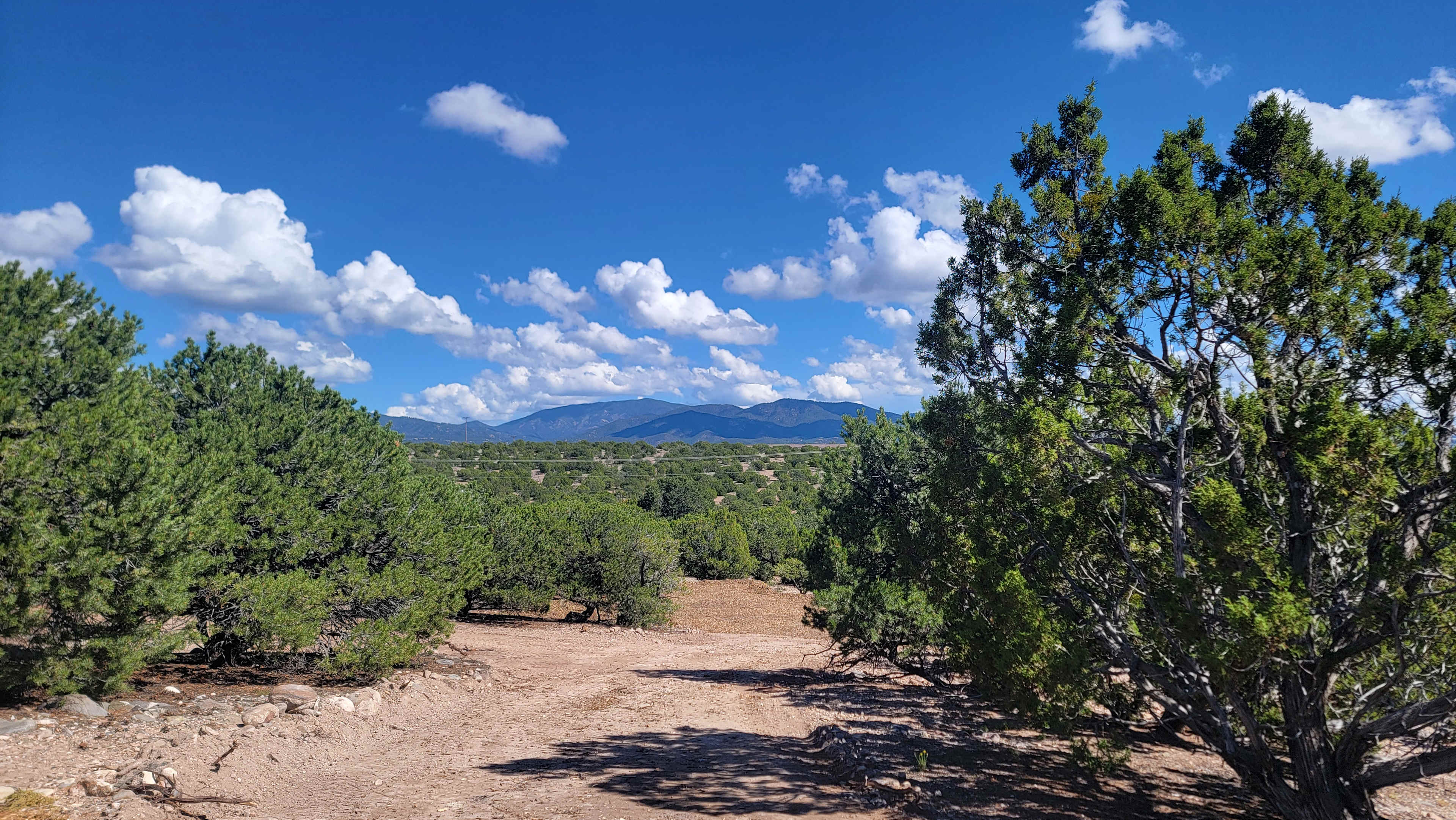 Piñon Pine And Prickly Pear