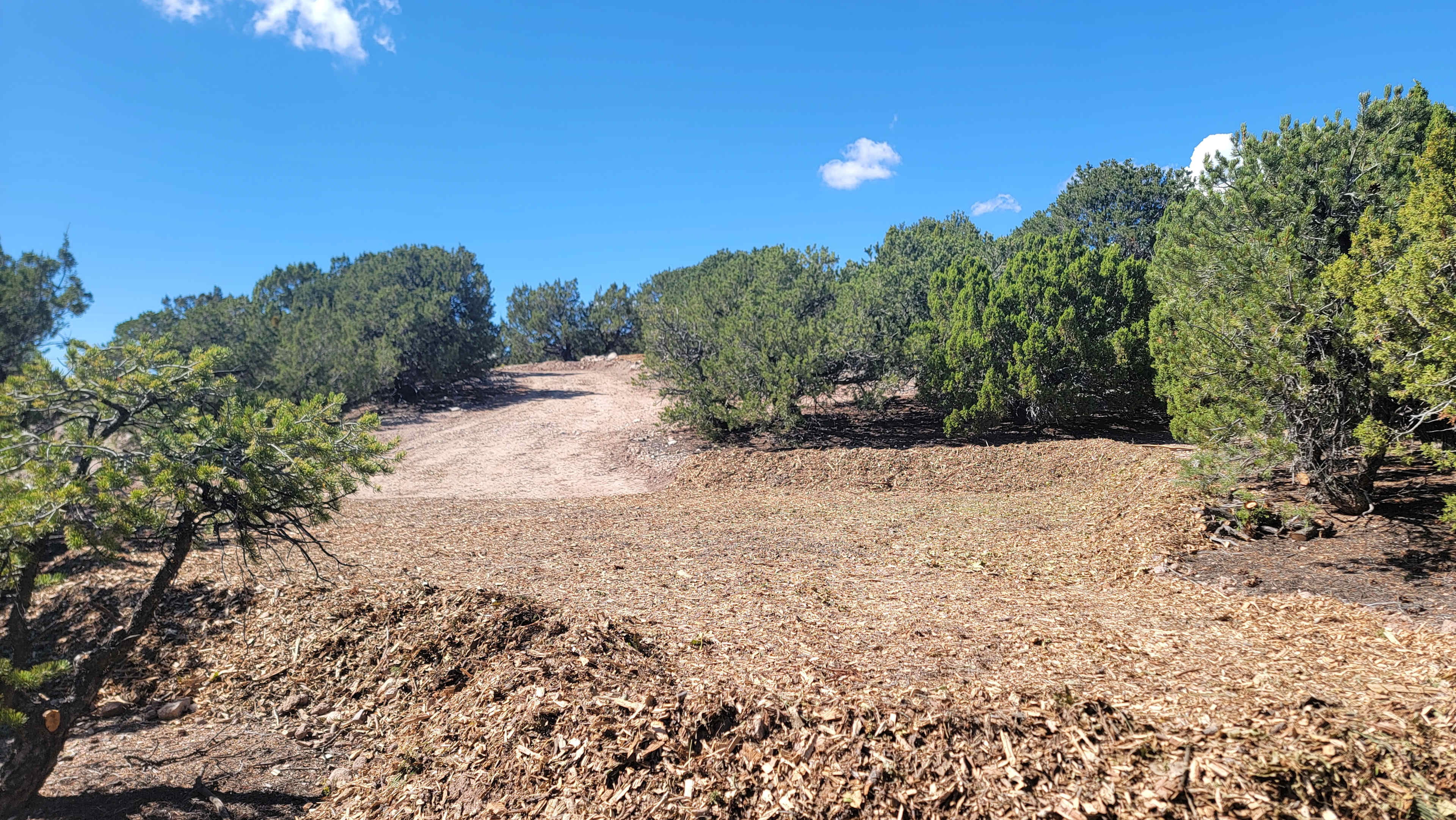 Piñon Pine And Prickly Pear