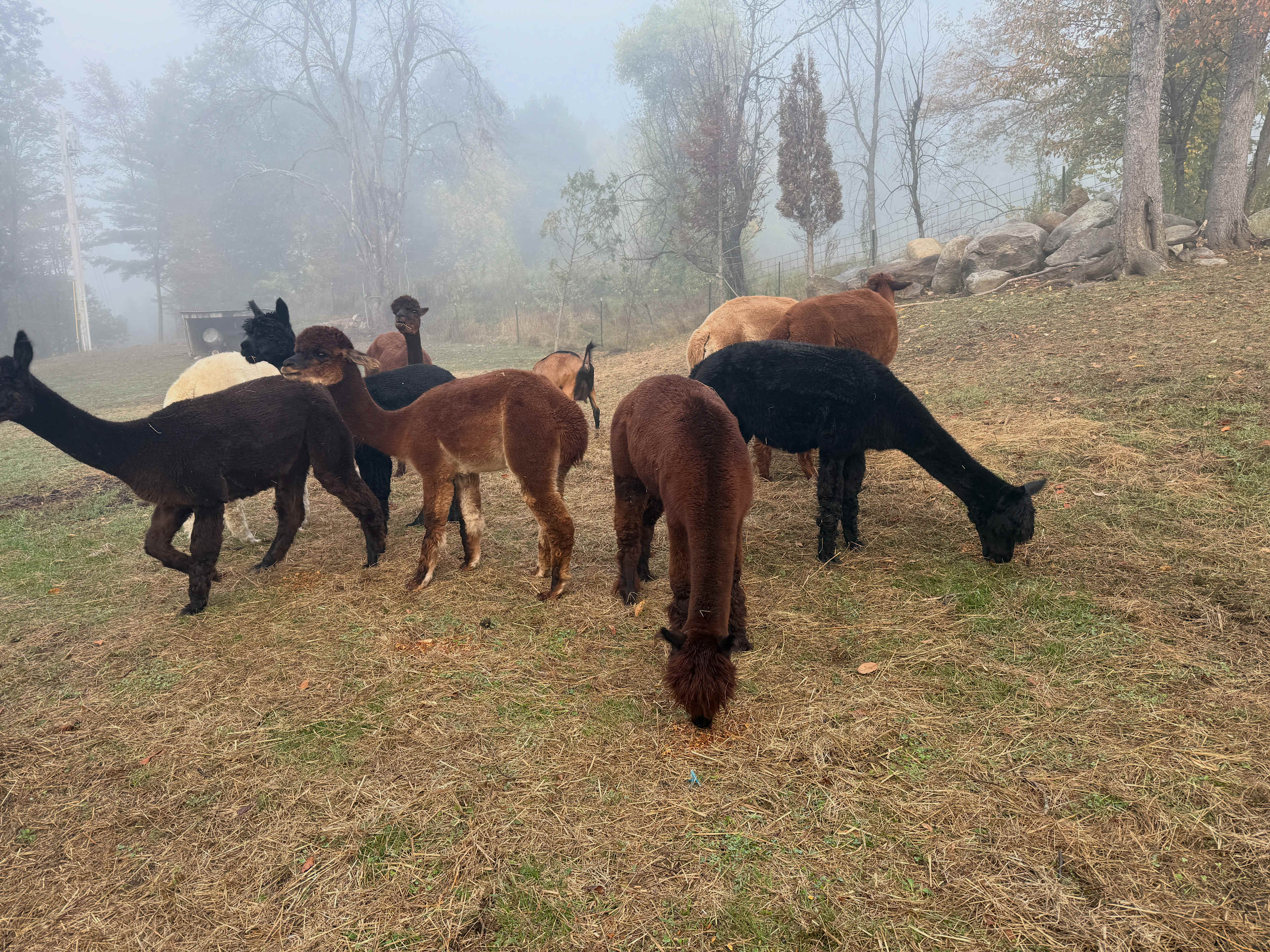 Someday Farm and Forest