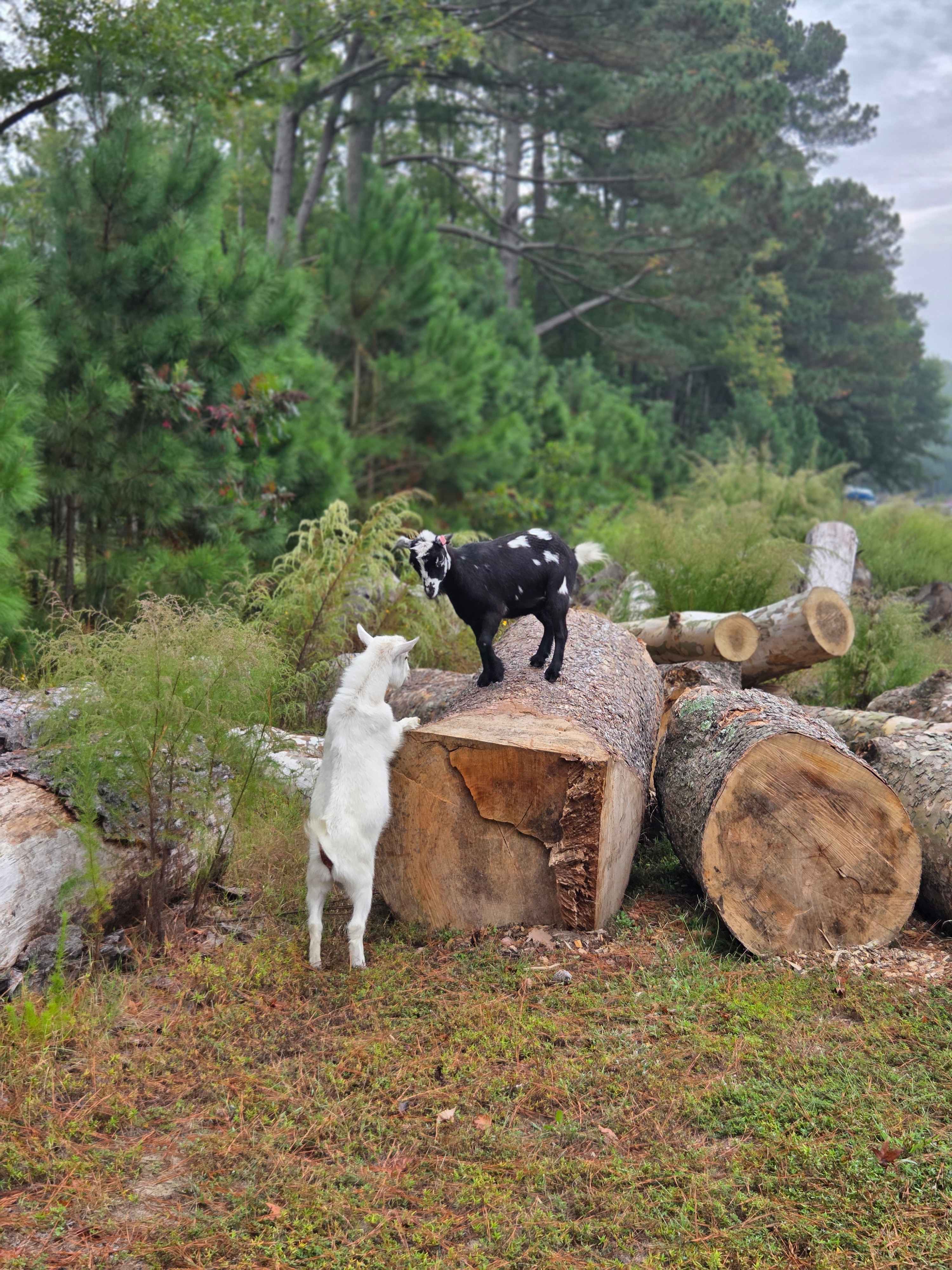 Strawberry Crossroads
