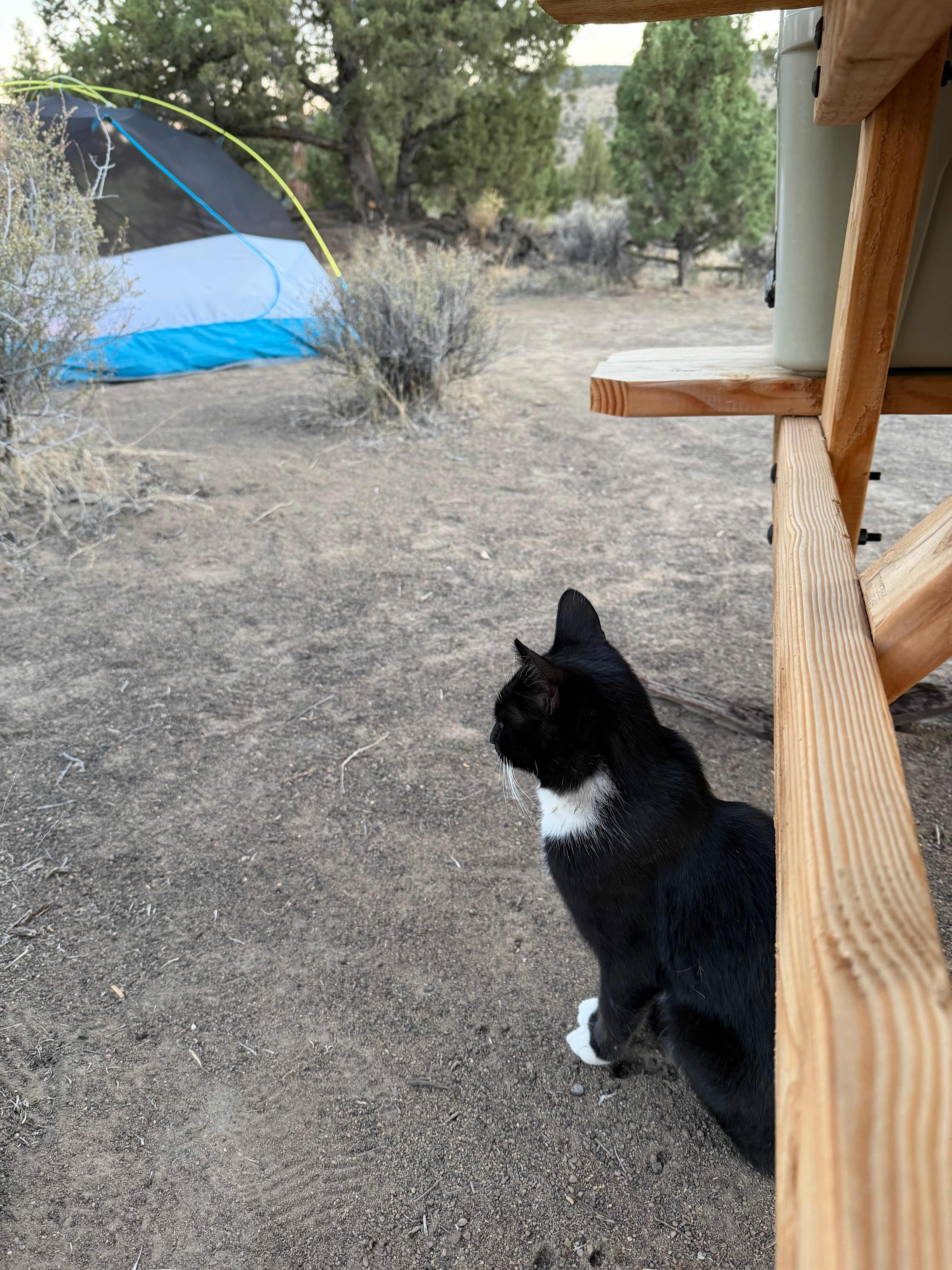 Camp cat keeping us safe from mice?